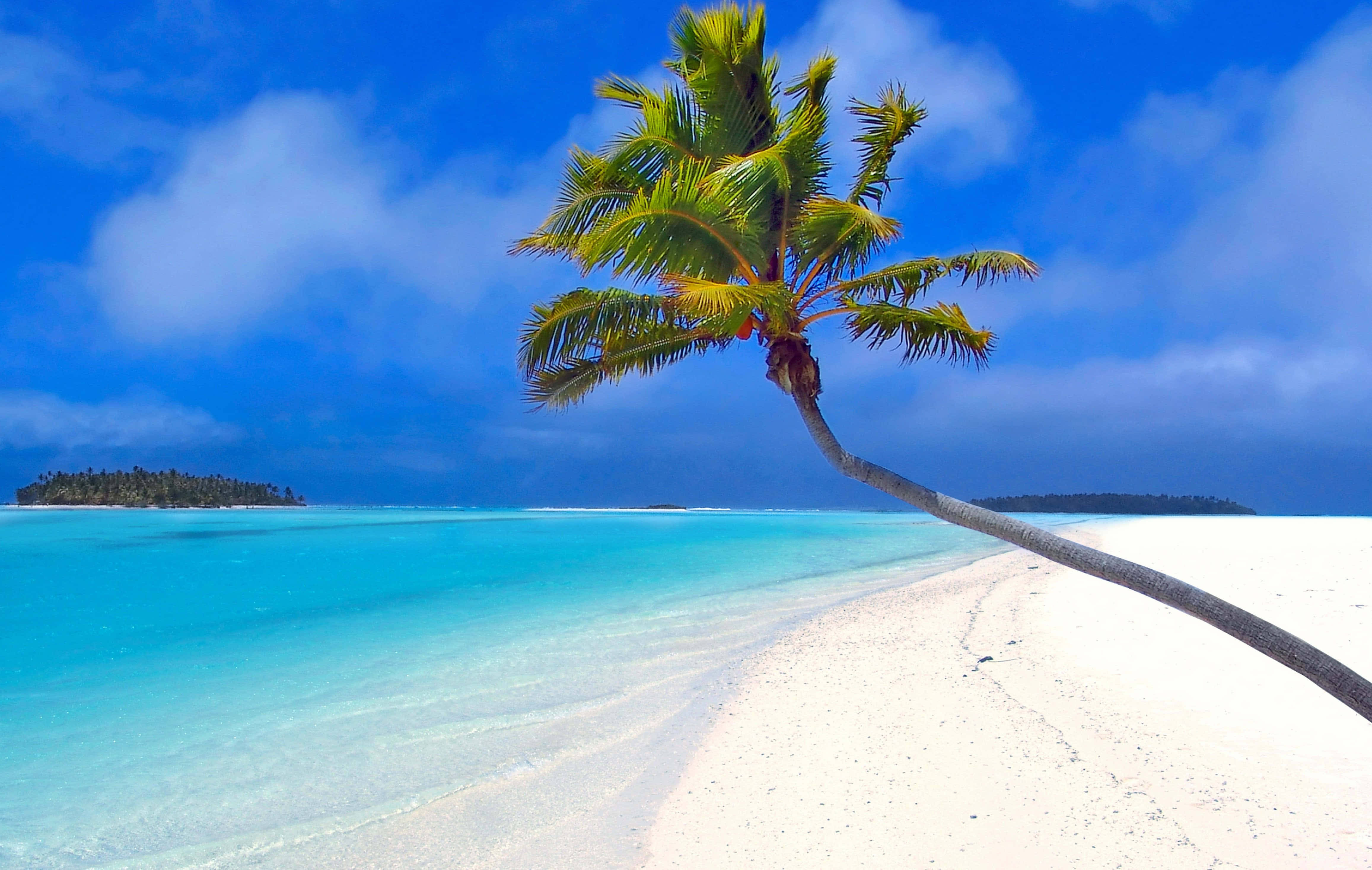 Caribbean Beach 桌布 壁紙 — 一棵孤獨的棕櫚樹在純白沙灘上，旁邊是碧綠的海水，上方是藍天白雲。