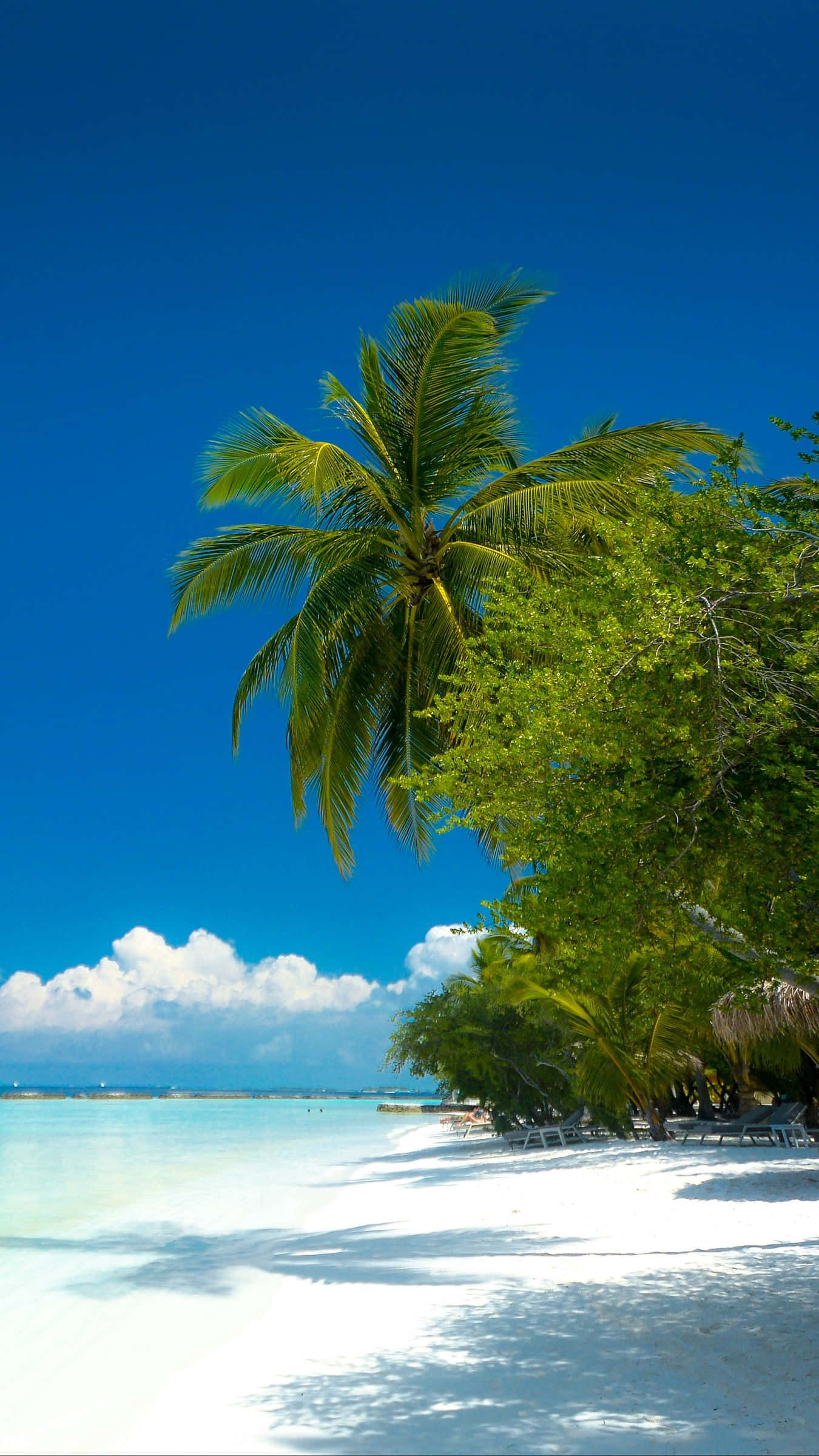 Palm Trees Beach 桌布 壁紙 — 一棵孤獨的棕櫚樹在純白沙灘上搖曳，旁邊是碧綠的海水，上方是藍天白雲。