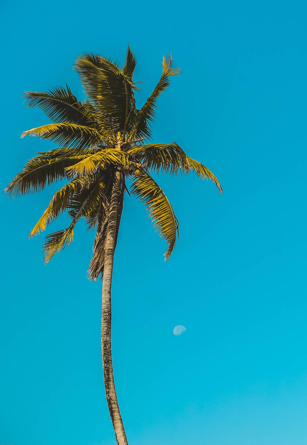 malibu iPhone 桌布 壁紙 — 一棵孤獨的棕櫚樹在蔚藍的天空中搖曳，可見一彎新月。