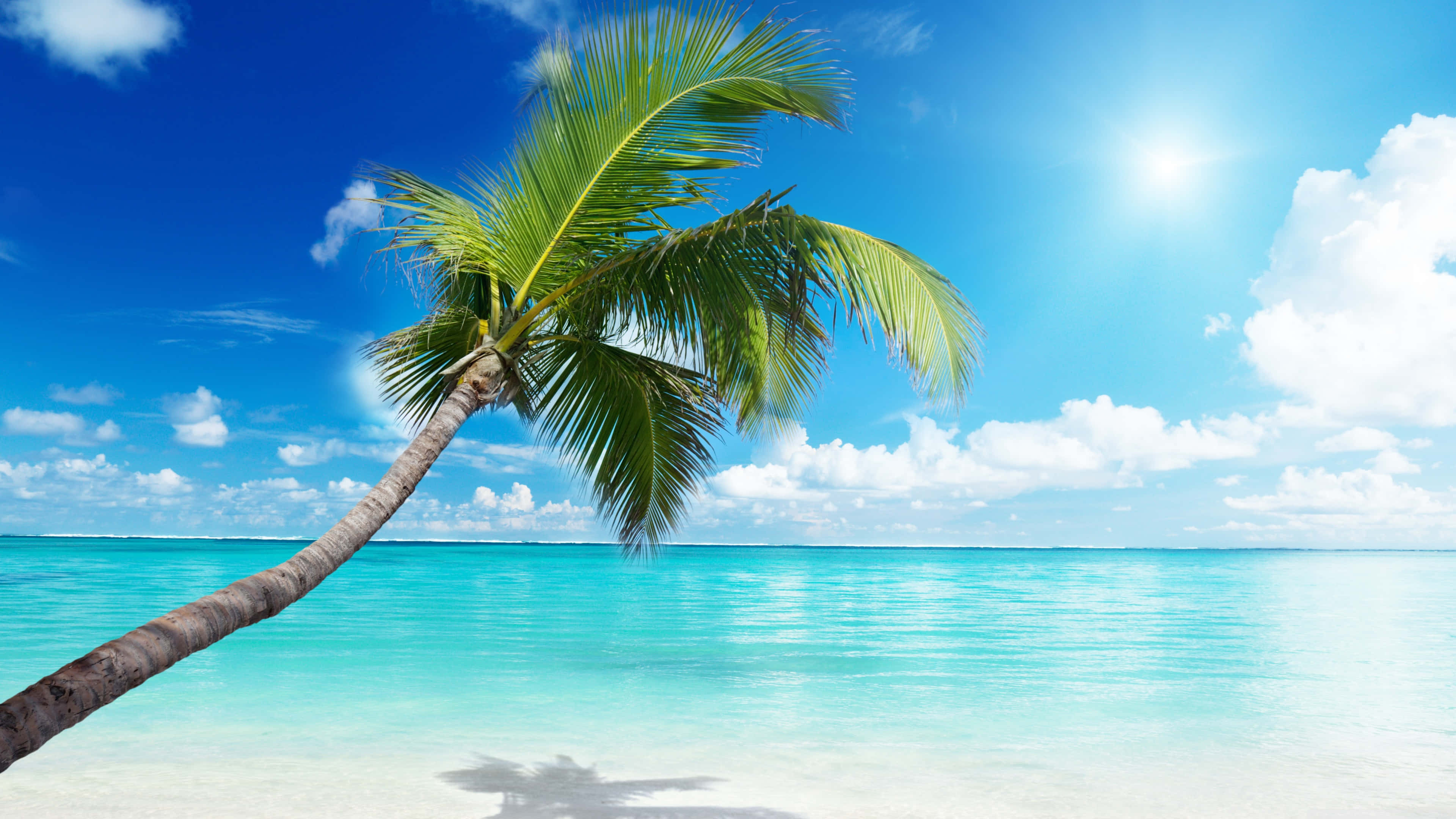 Caribbean Beach 桌布 壁紙 — 一棵孤獨的棕櫚樹在蔚藍的天空和蓬鬆的白雲下，斜倚在碧綠的海水上。