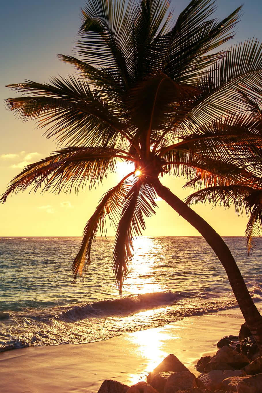 Palm Trees Beach 桌布 壁紙 — 一棵孤獨的棕櫚樹在金色夕陽下剪影，映襯著平靜的海洋，溫柔的海浪輕吻著海岸。
