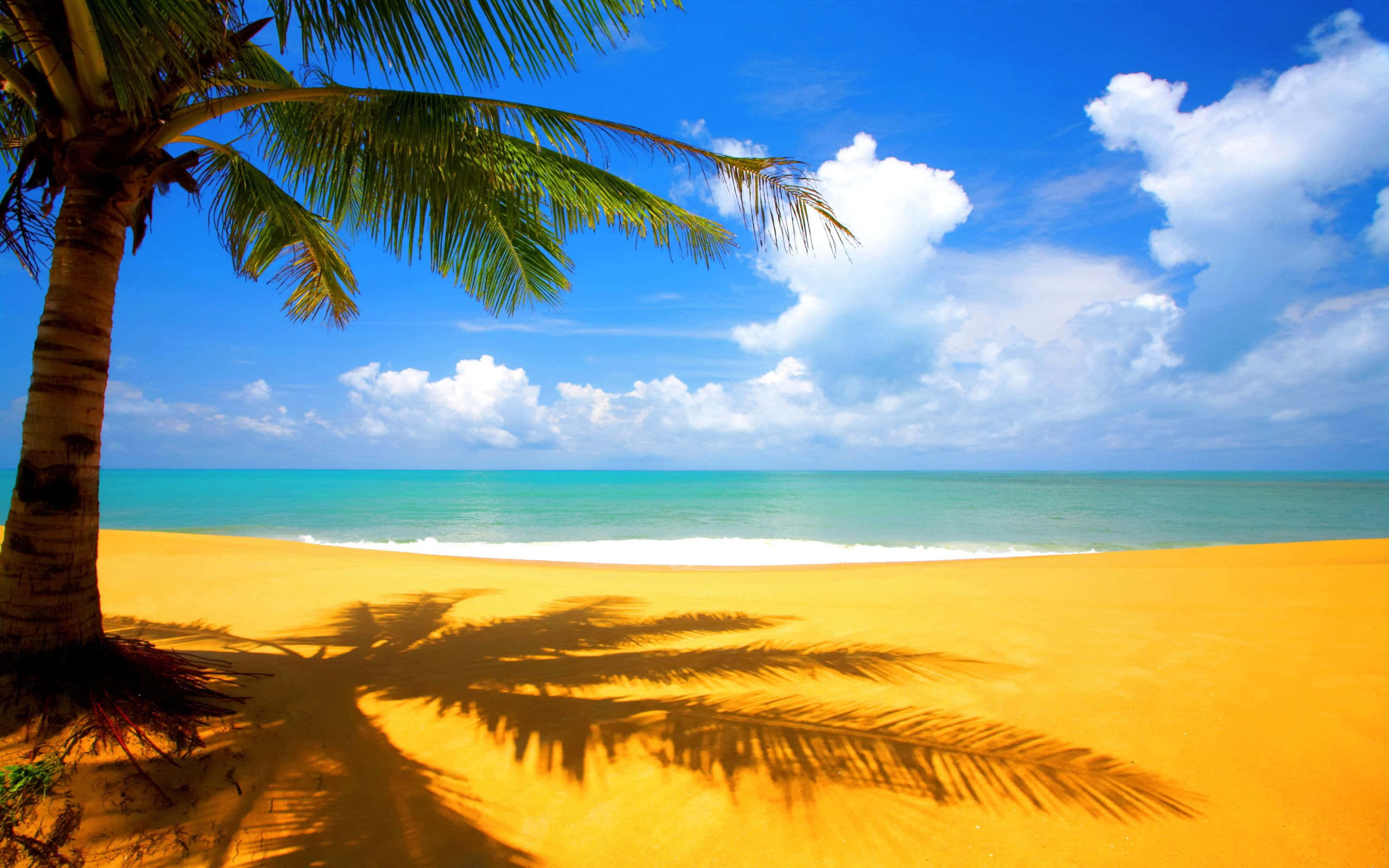 Caribbean Beach 桌布 壁紙 — 一棵孤獨的棕櫚樹在金色沙灘上投下長長的影子，碧綠的海浪在藍天白雲下翻滾。