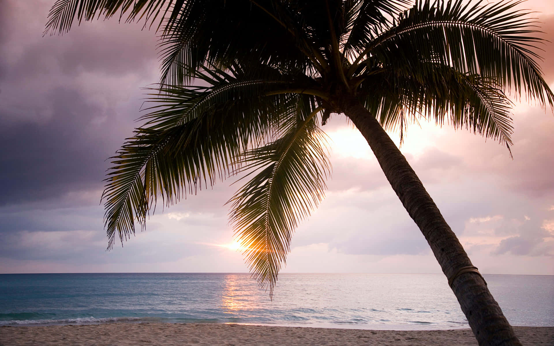 Palm 桌布 壁紙 — 一棵孤獨的棕櫚樹斜倚在沙灘上，夕陽在它身後落下，將金色光芒灑向海洋。