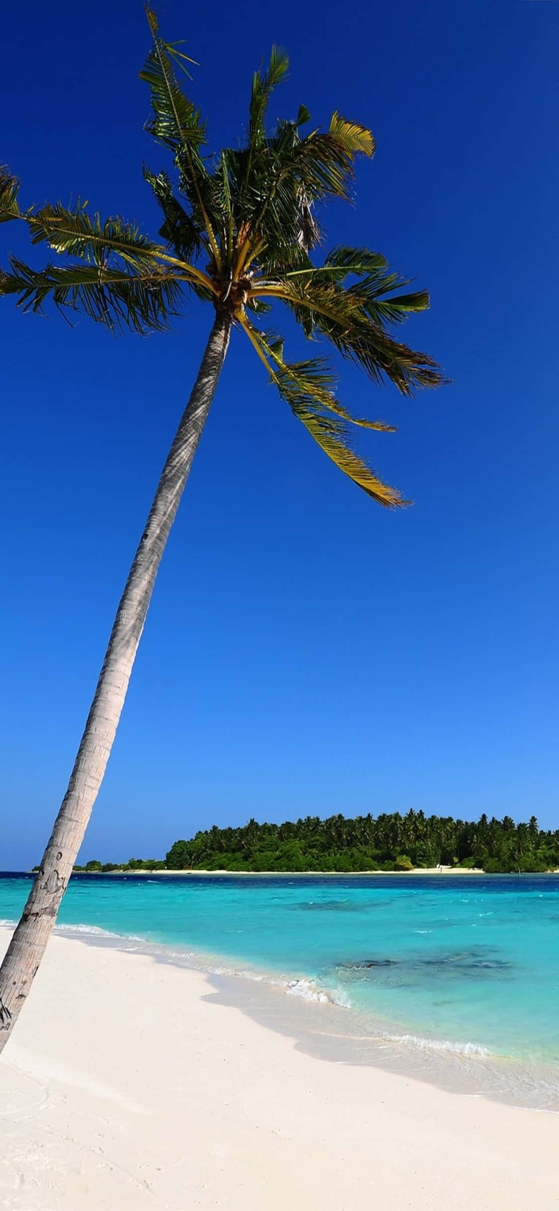 背景 桌布 壁紙 — 一棵孤獨的棕櫚樹斜倚在清澈藍天下、碧綠海水旁的純白沙灘上。