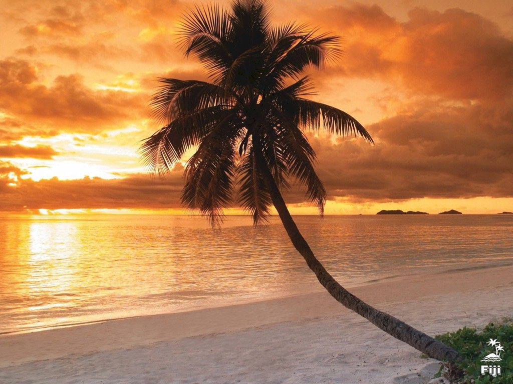 Fiji 桌布 壁紙 — 一棵孤獨的棕櫚樹斜倚在白色沙灘上，金色的夕陽光芒映照在平靜的海面上。