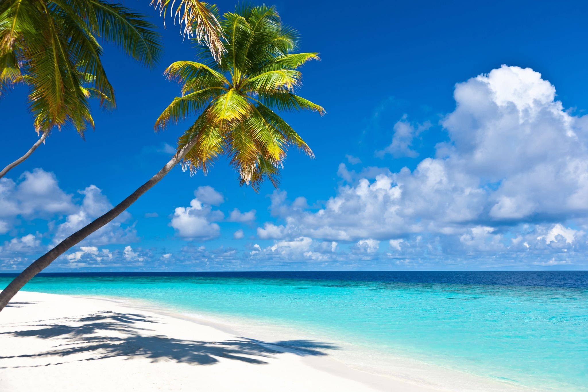 Caribbean 桌布 壁紙 — 一棵孤獨的棕櫚樹斜倚在純白沙灘上，旁邊是碧綠的海水，上方是晴朗的藍天和白雲。