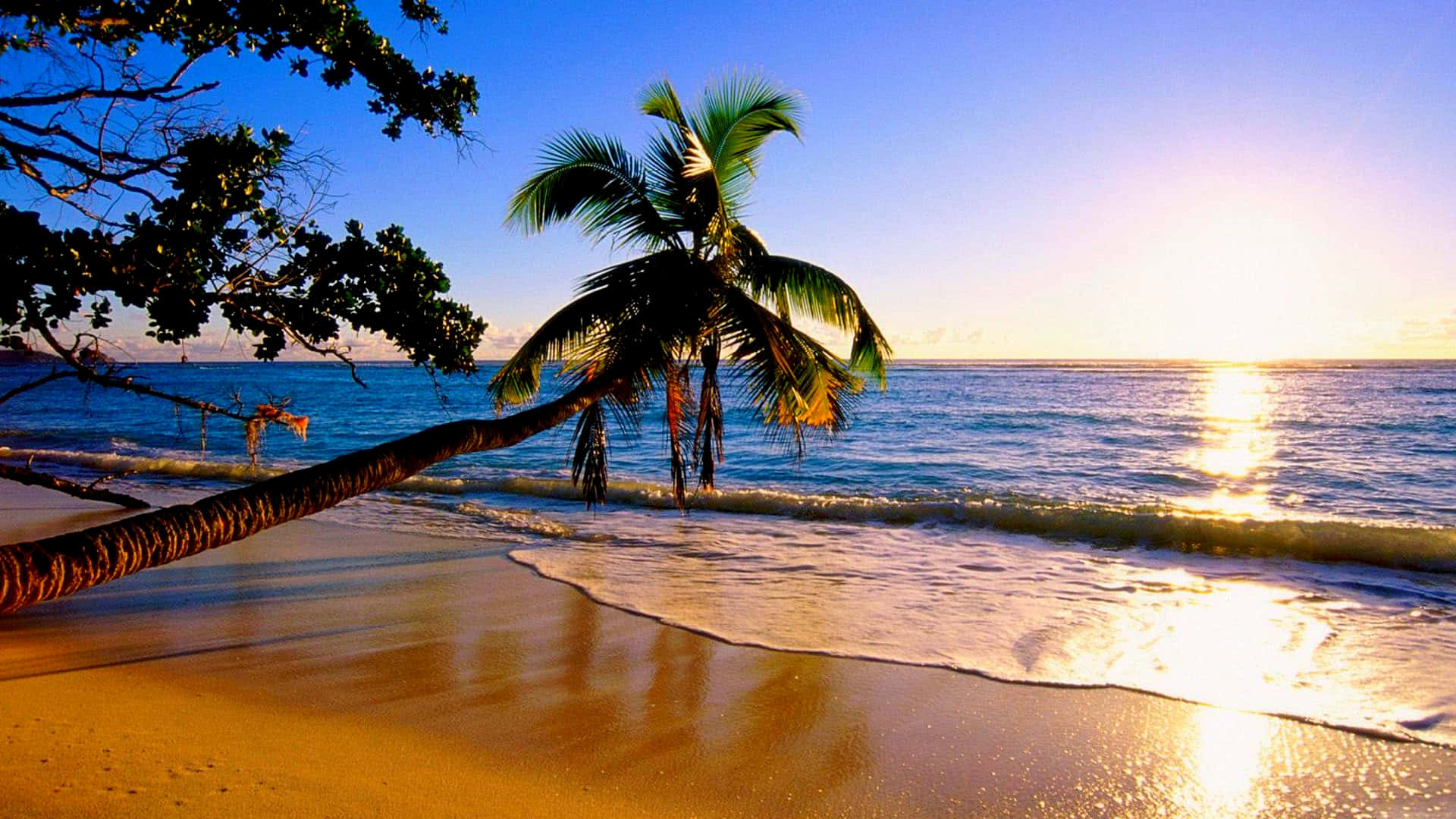 paradise 桌布 壁紙 — 一棵孤獨的棕櫚樹斜倚在金色沙灘上，夕陽的光芒在海浪和藍天上閃耀。