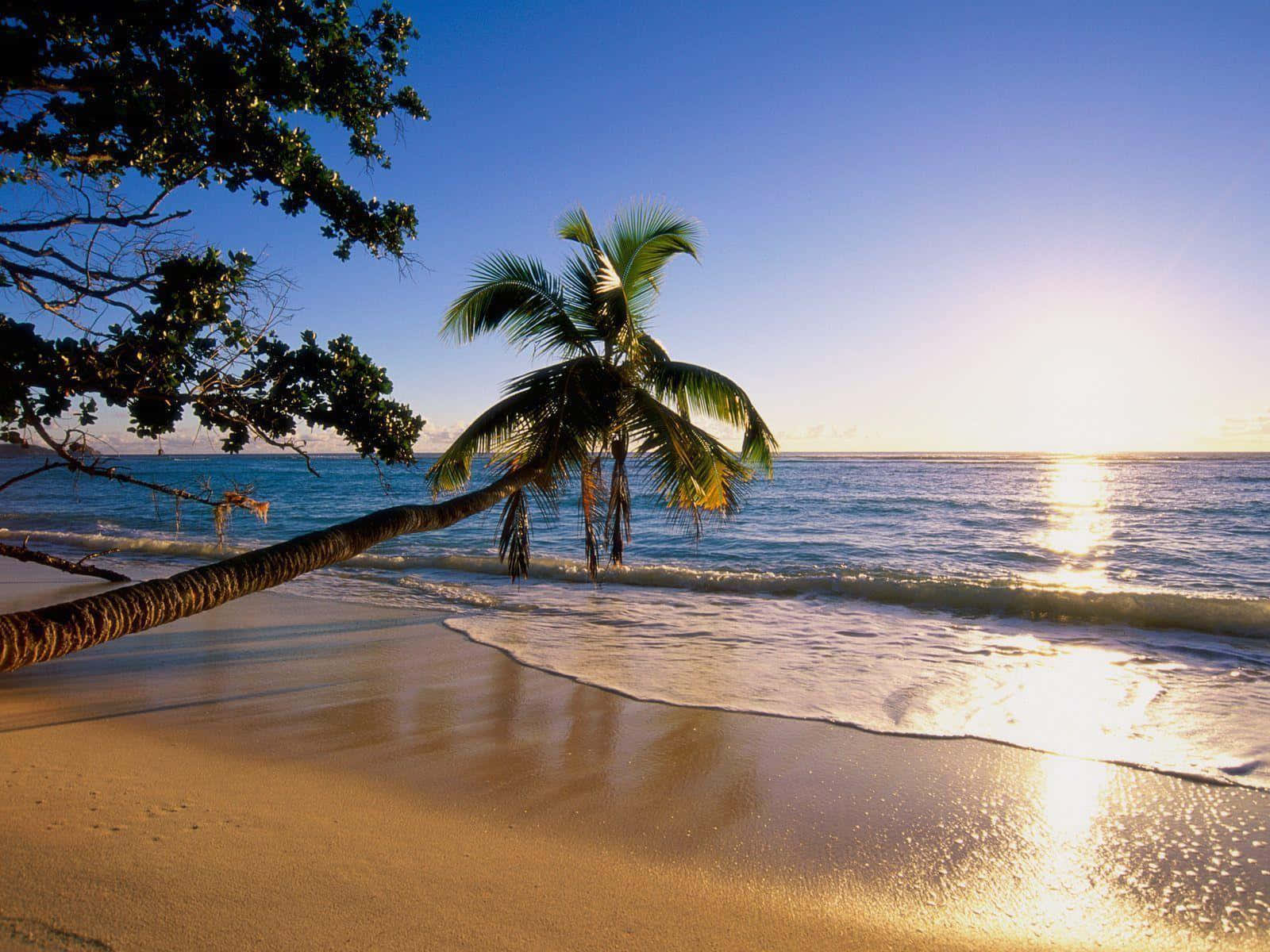Beach Desktop 桌布 壁紙 — 一棵孤獨的棕櫚樹斜倚在金黃色的沙灘上，夕陽的光芒在清澈藍天下的碧綠波浪上閃爍。