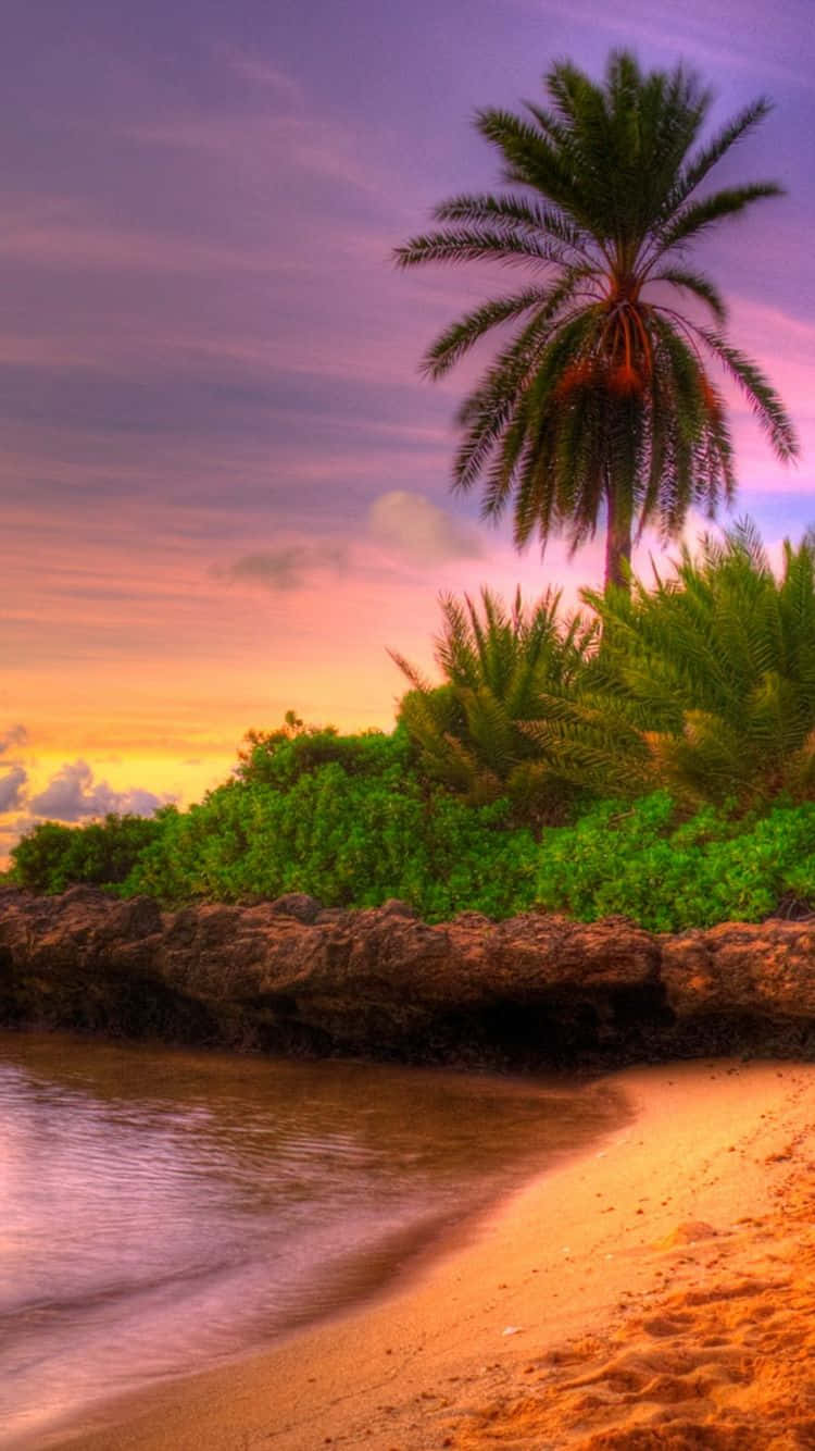 桌布 壁紙 — 一棵孤獨的棕櫚樹矗立在岩石海岸上，夕陽將溫暖的光線灑在金色的沙灘和寧靜的水面上。
