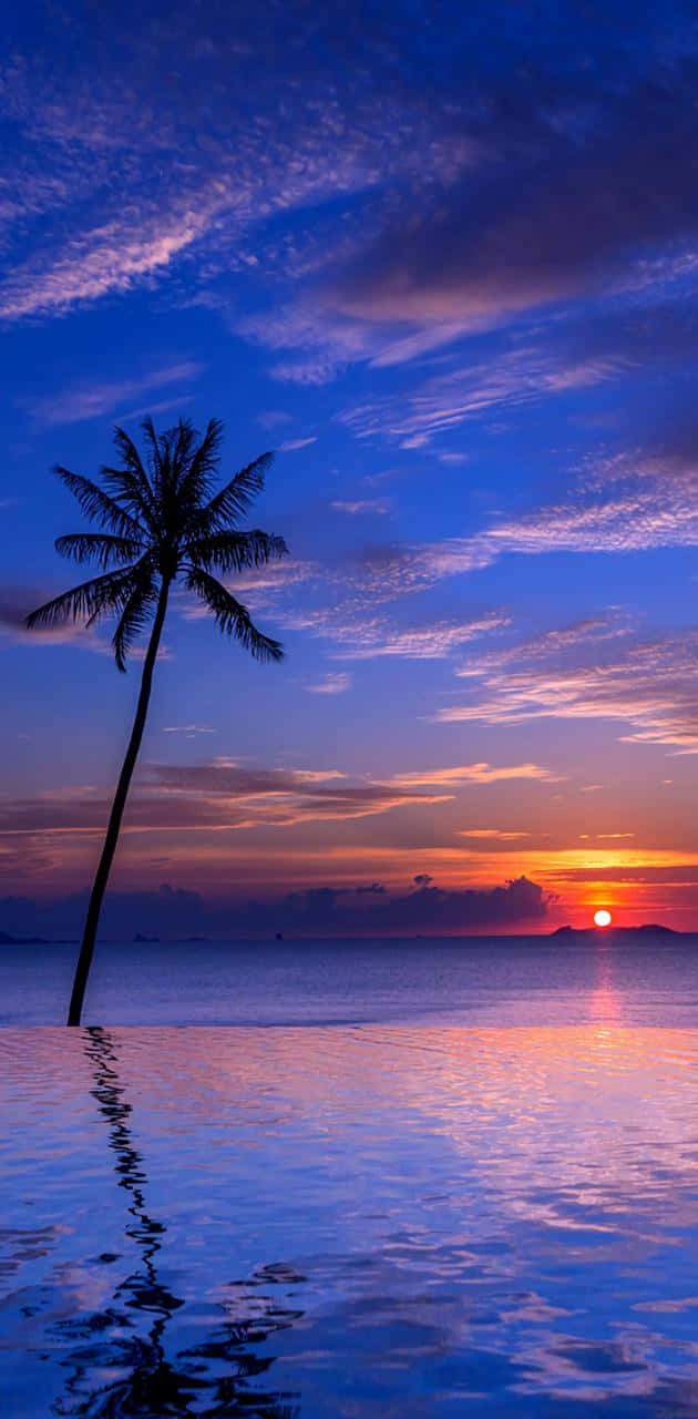 海灘 桌布 壁紙 — 一棵孤獨的棕櫚樹矗立在平靜的水中，夕陽以火熱的橙色和深藍色調繪製天空。