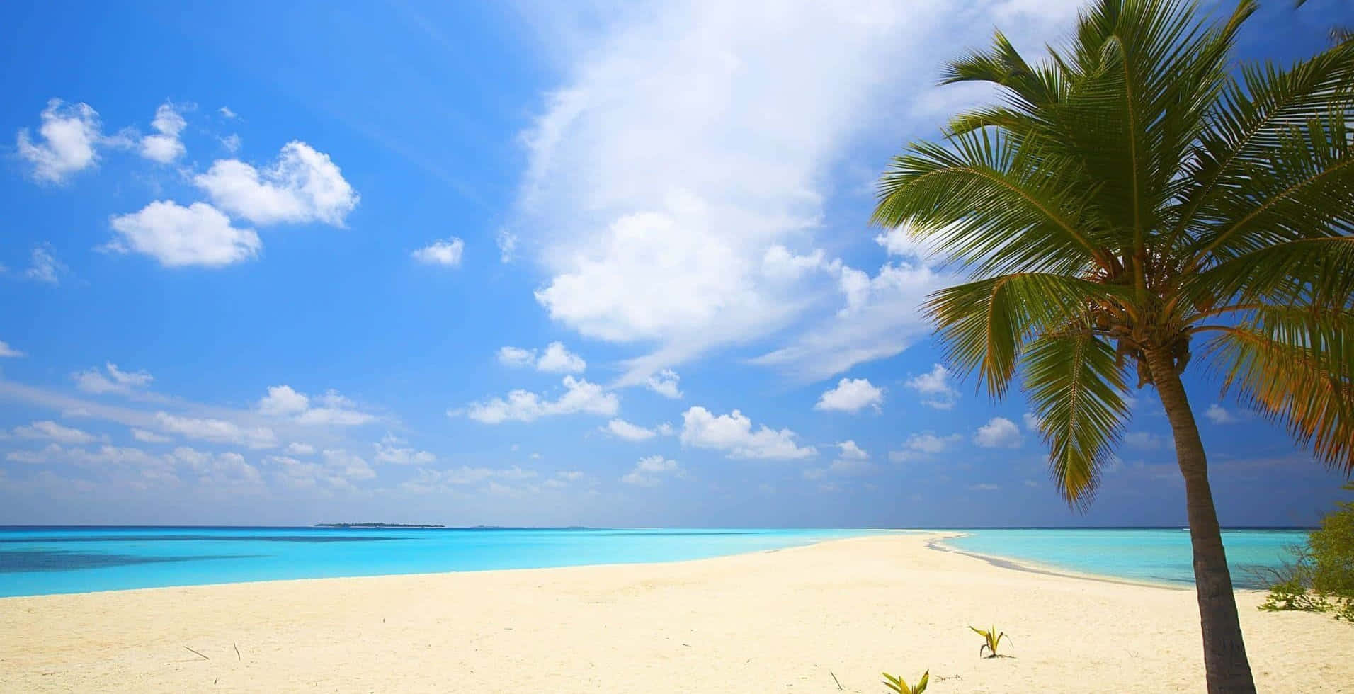 Summer Beach 桌布 壁紙 — 一棵孤獨的棕櫚樹矗立在純淨的白色沙灘上，天空湛藍，白雲朵朵，海水碧綠。