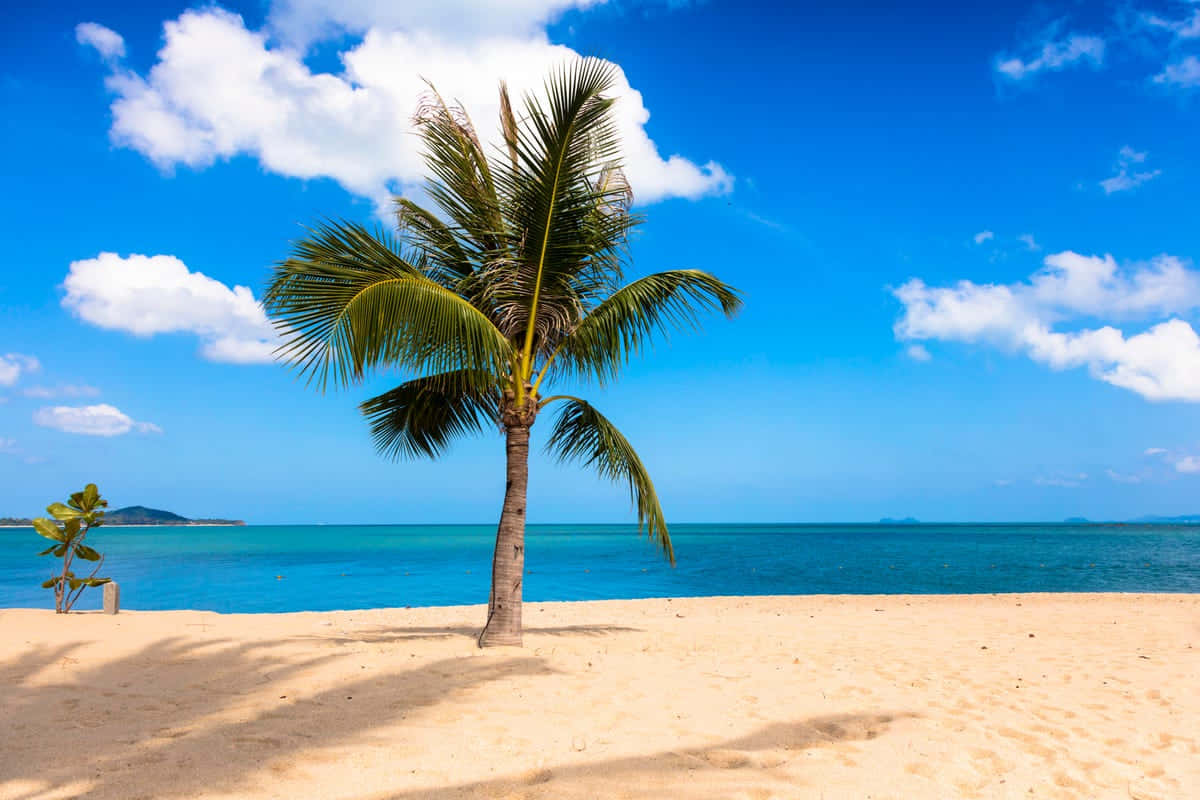 Caribbean Island 桌布 壁紙 — 一棵孤獨的棕櫚樹矗立在金色沙灘上，旁邊是碧綠色的海洋，上方是明亮的藍天，點綴著蓬鬆的白雲。