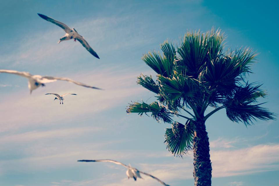 birds 桌布 壁紙 — 一棵孤獨的棕櫚樹高聳在柔和的藍天下，海鷗優雅地翱翔。