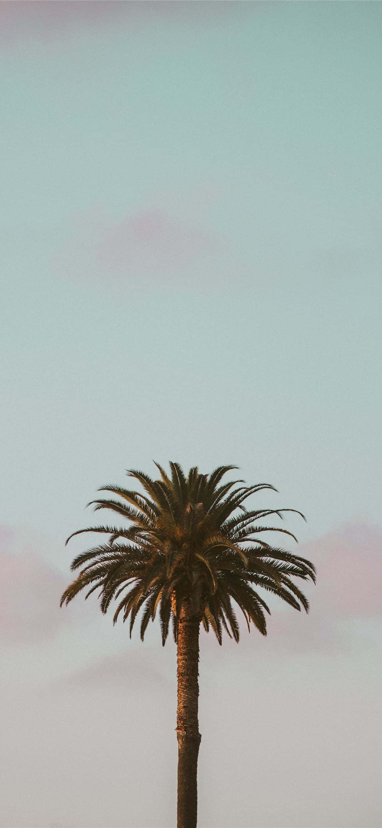 Trees iPhone 桌布 壁紙 — 一棵孤獨的棕櫚樹高高聳立在柔和的粉紅色和藍色色調的柔和粉彩天空前。