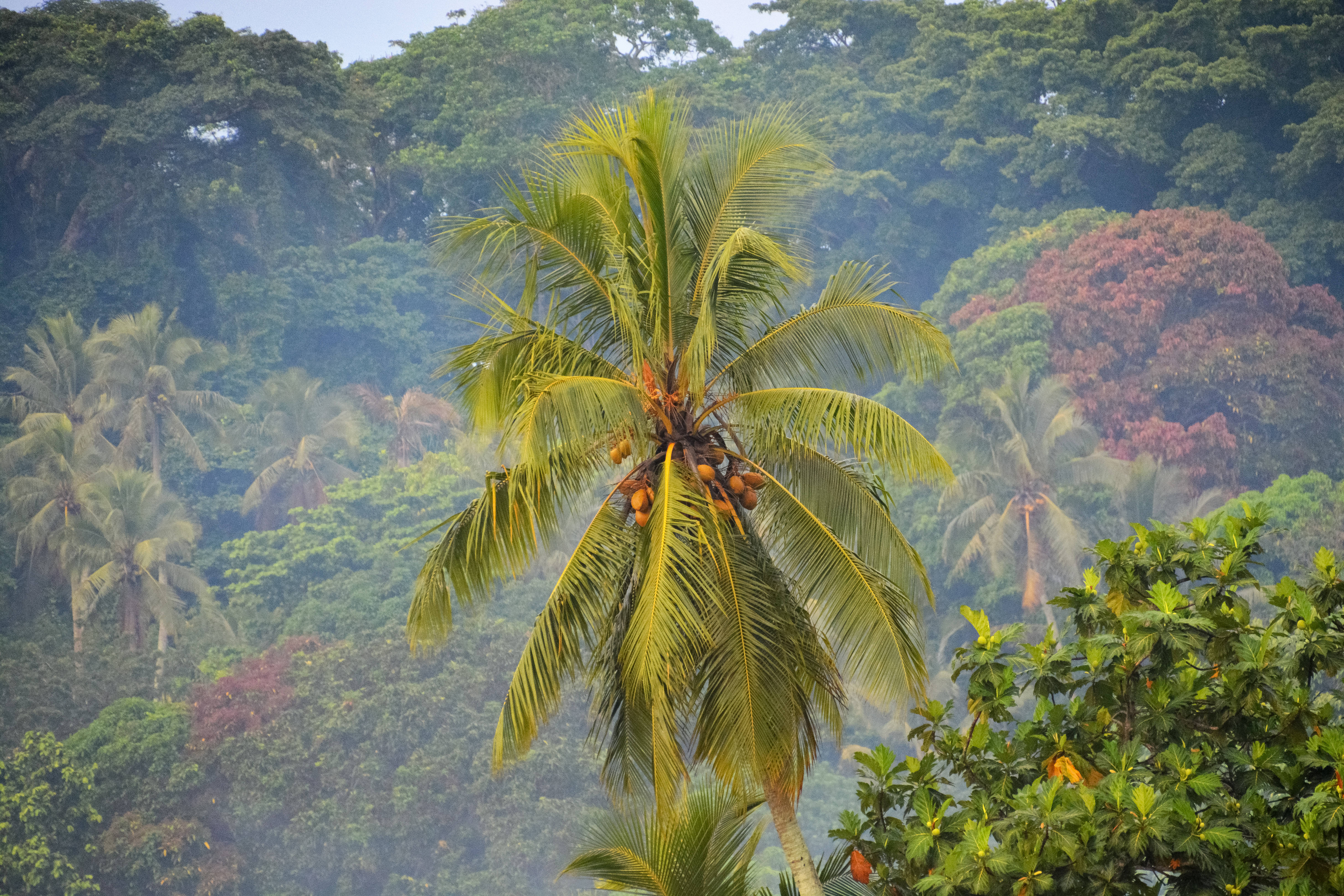 Vanuatu 桌布 壁紙 — 一棵孤獨的椰子樹掛著成熟的果實，在霧氣瀰漫的叢林背景下高高聳立，周圍有鮮豔的綠色和紅色樹葉。