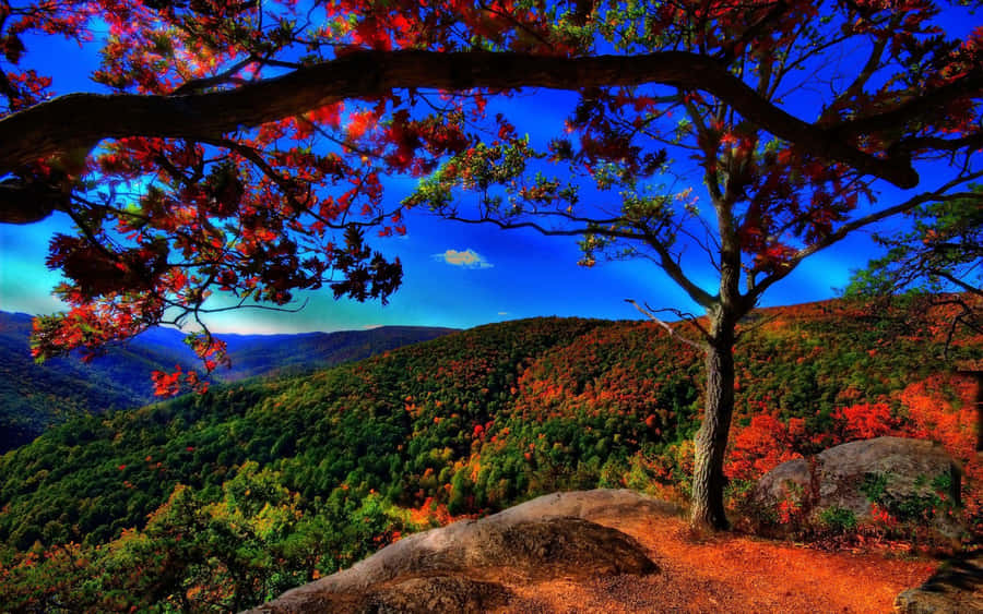 Cool Landscape 桌布 壁紙 — 一棵孤獨的樹，帶有火紅的葉子，框住了在鮮豔藍天下綿延的秋日山景。