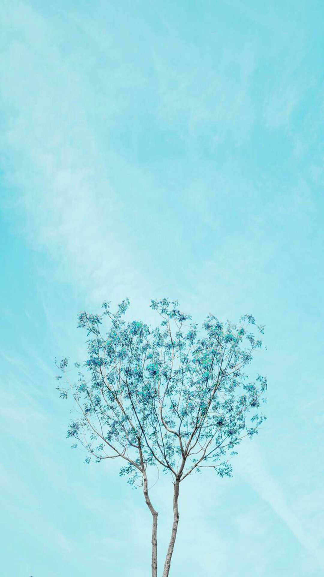 Cute Light Blue 桌布 壁紙 — 一棵孤獨的樹，帶有稀疏的藍綠色葉子，矗立在廣闊的淡藍色天空下，天空中有柔和的縷縷雲彩。