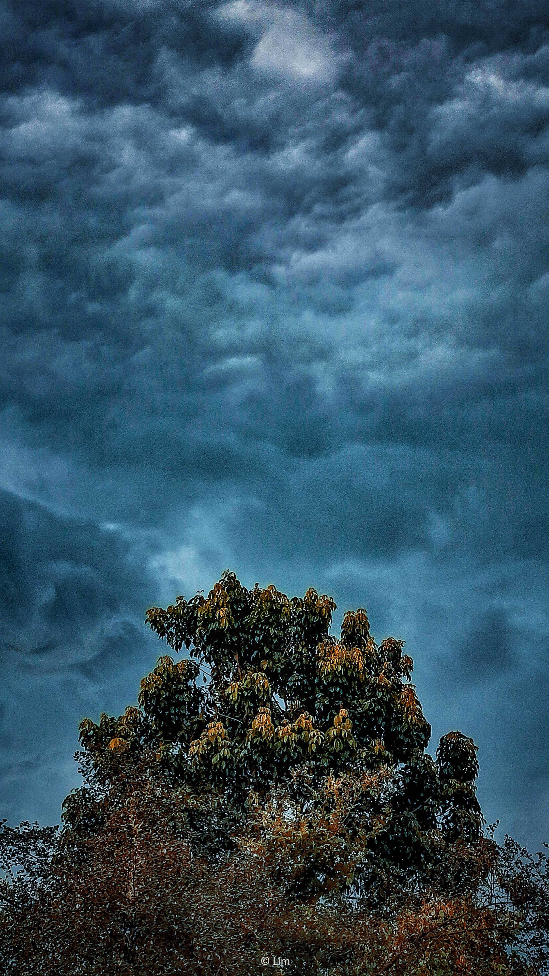 Weather 桌布 壁紙 — 一棵孤獨的樹，帶著秋天的葉子，矗立在充滿旋轉雲層的戲劇性暴風雨藍色天空前。