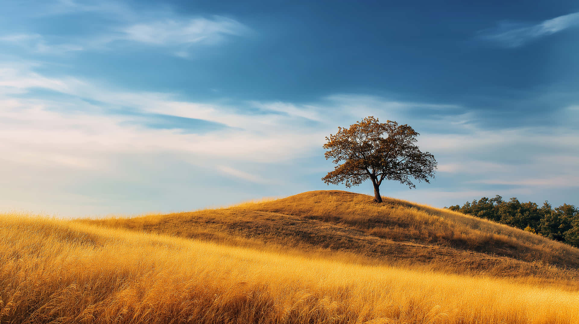 Panoramic Golden Hillside with a Singular Tree and Vast Sky 壁紙 — 一棵孤獨的樹，帶著秋葉，矗立在金色草丘之巔，廣闊的藍天下有縷縷白雲。