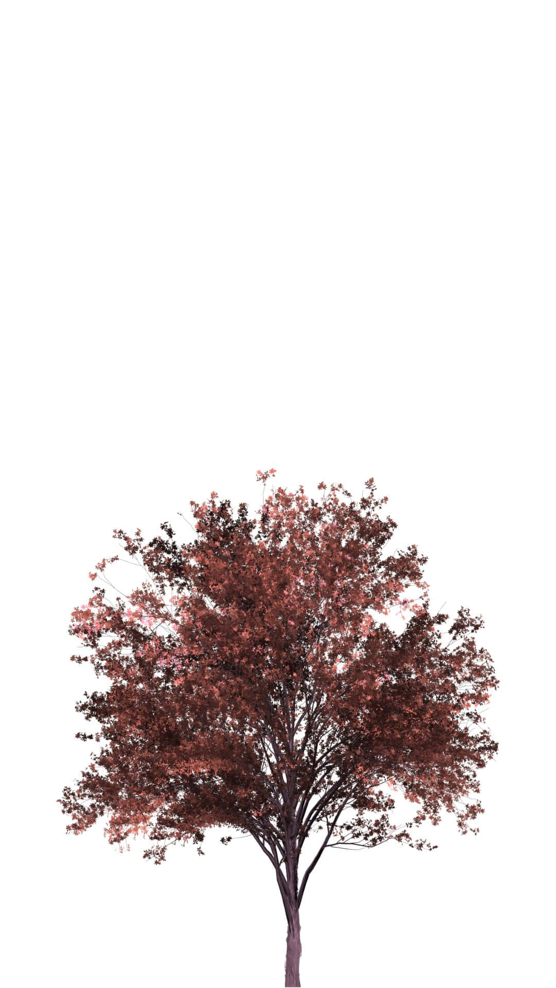 Red Tree 桌布 壁紙 — 一棵孤獨的樹，深紅色的葉子，立在純白的背景上，樹枝向四面八方伸展，茂盛而飽滿。