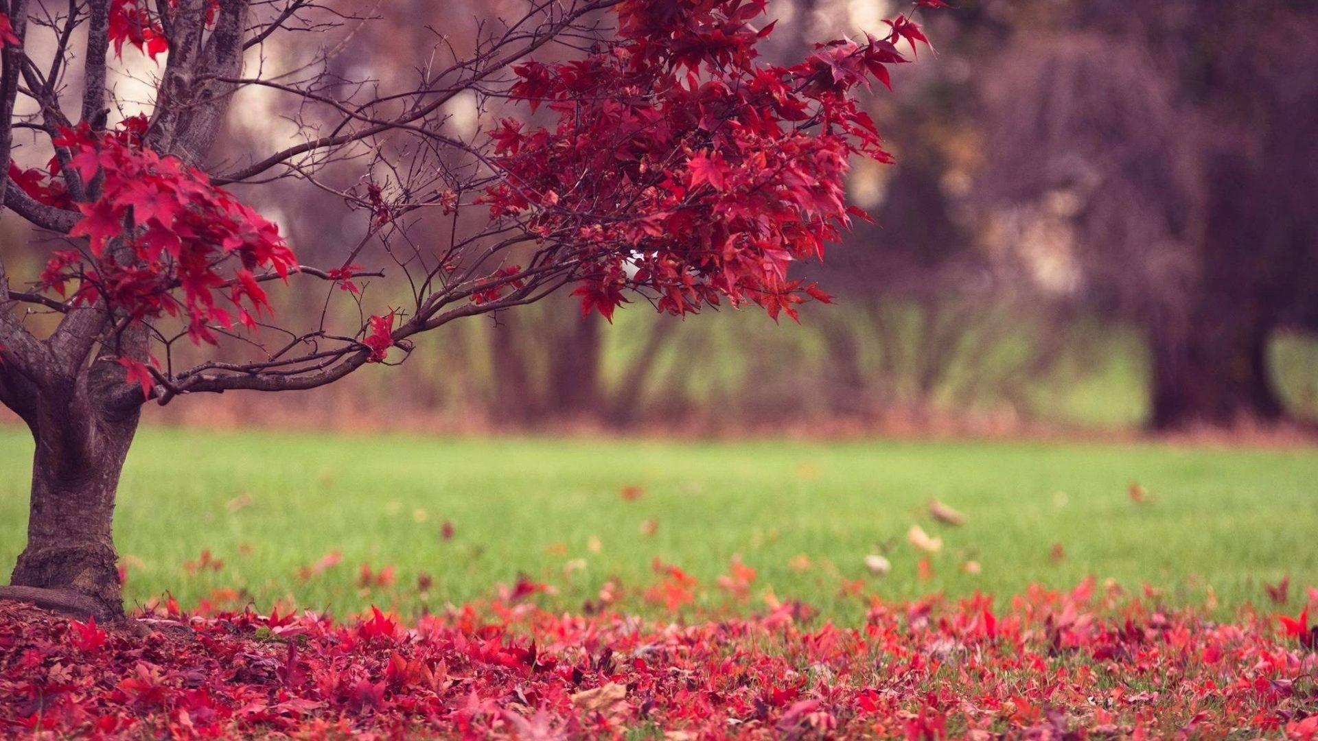 Autumn Season 桌布 壁紙 — 一棵孤獨的樹，長滿鮮紅色的葉子，矗立在散落著秋天落葉的草地上。