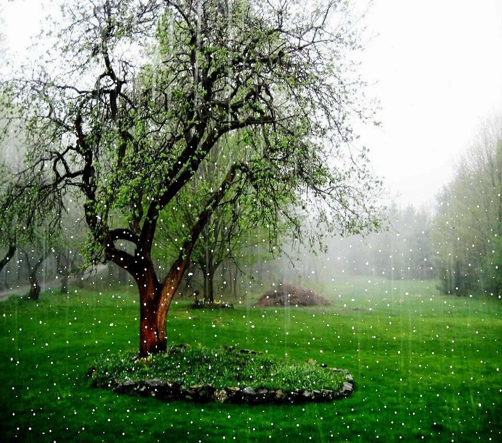 Raining 桌布 壁紙 — 一棵孤獨的樹，長著嫩綠的葉子，矗立在陰天籠罩下霧氣瀰漫、雨水浸透的草地上。