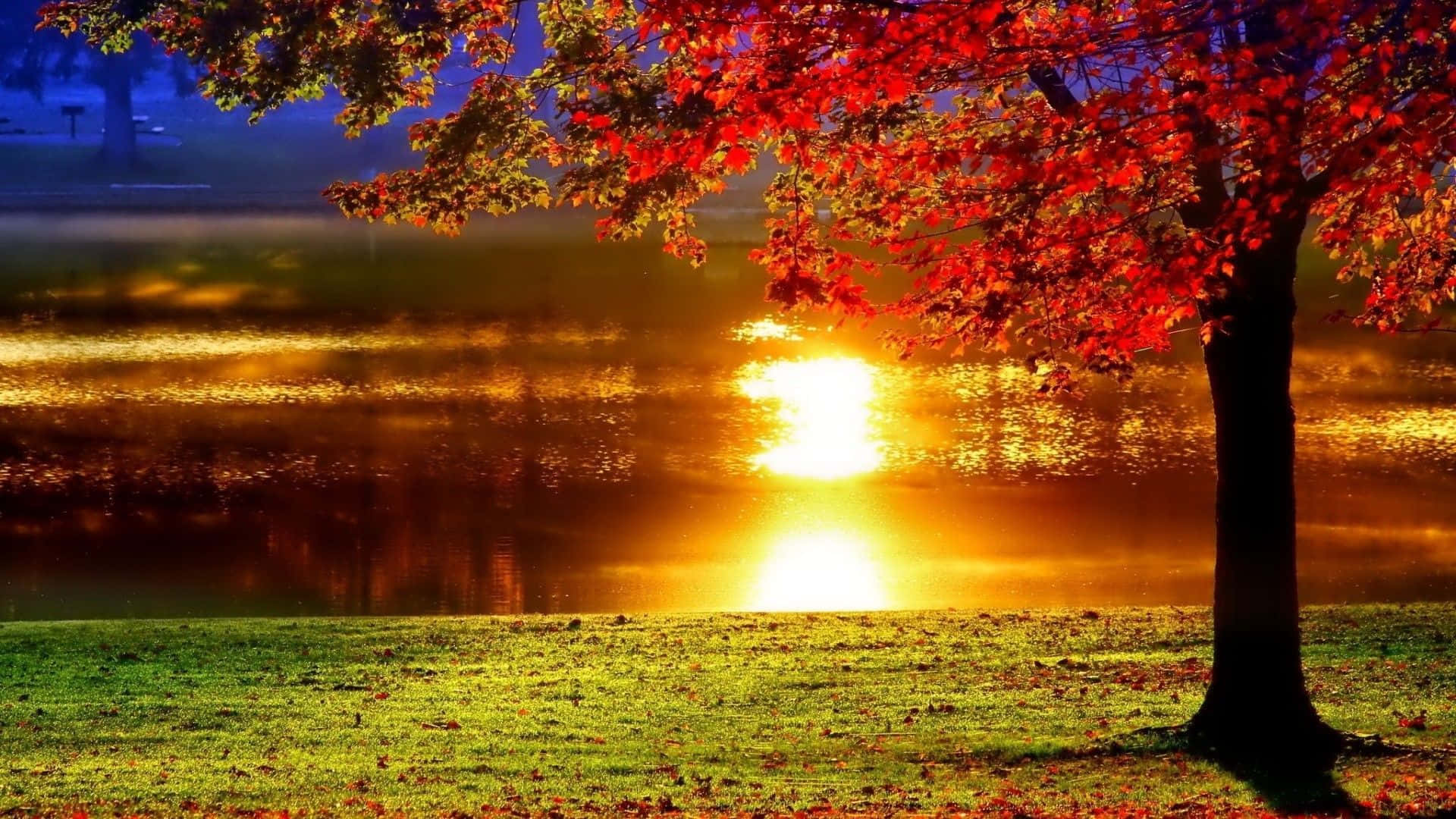 Fall Sunset 桌布 壁紙 — 一棵孤獨的樹，長著火紅的葉子，佇立在霧氣瀰漫的湖邊，夕陽西下，在水面上投下金色的倒影。