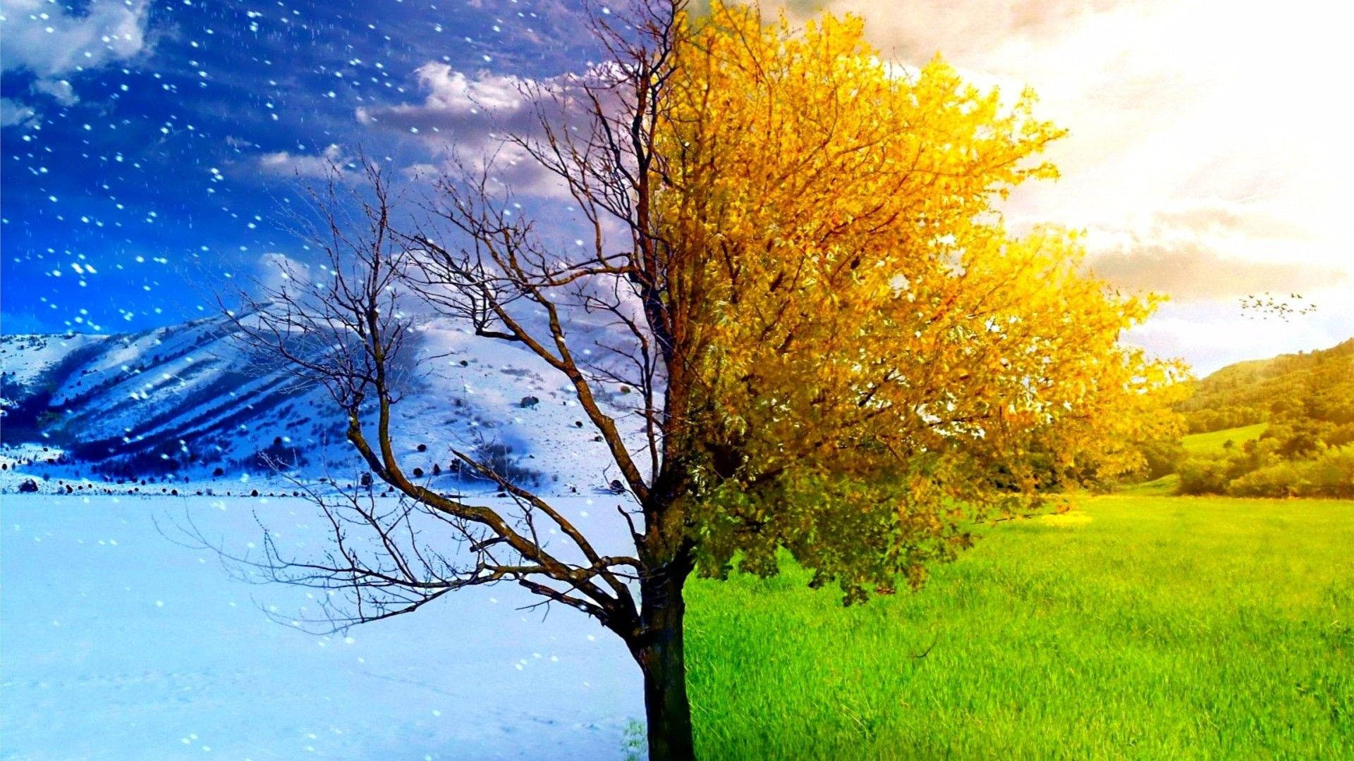 樹木 桌布 壁紙 — 一棵孤獨的樹一分為二，一邊光禿禿的，白雪皚皚，襯著藍天，另一邊則鬱鬱蔥蔥，在溫暖的陽光下長滿金色的葉子。