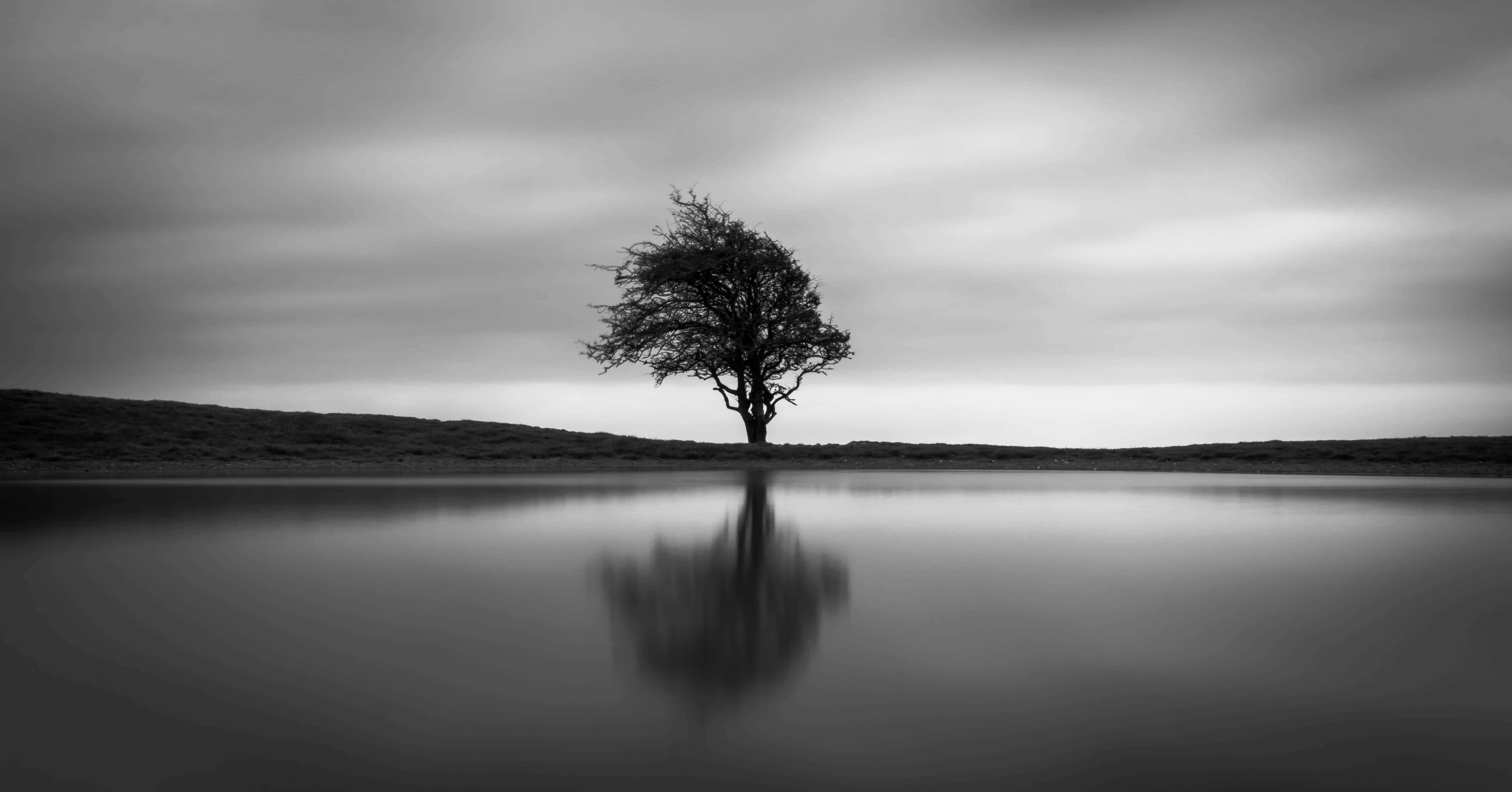 Black And White Tree 桌布 壁紙 — 一棵孤獨的樹以單色調矗立在平靜的水邊，水面在陰天之下倒映出它的輪廓。