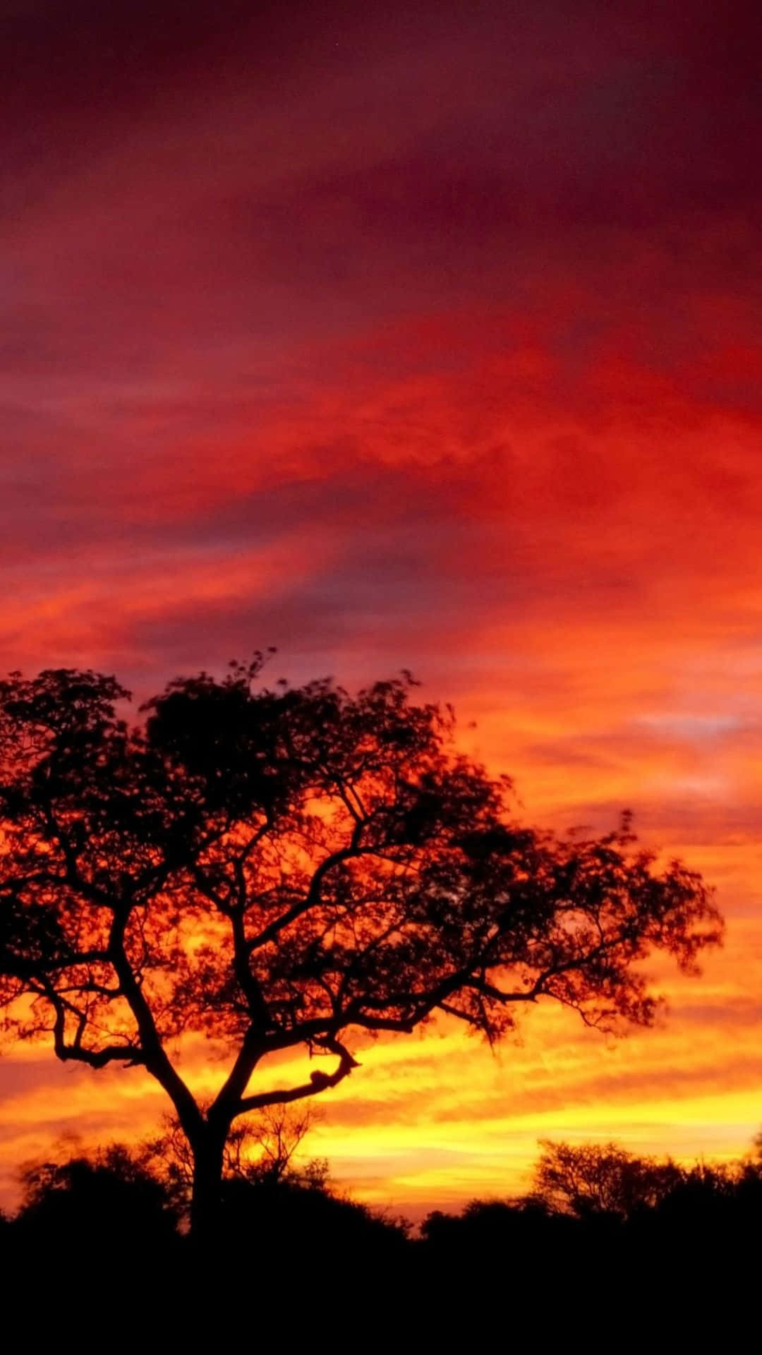 非洲 桌布 壁紙 — 一棵孤獨的樹在火紅的夕陽天空下形成剪影，天空充滿紅、橙、黃色調。