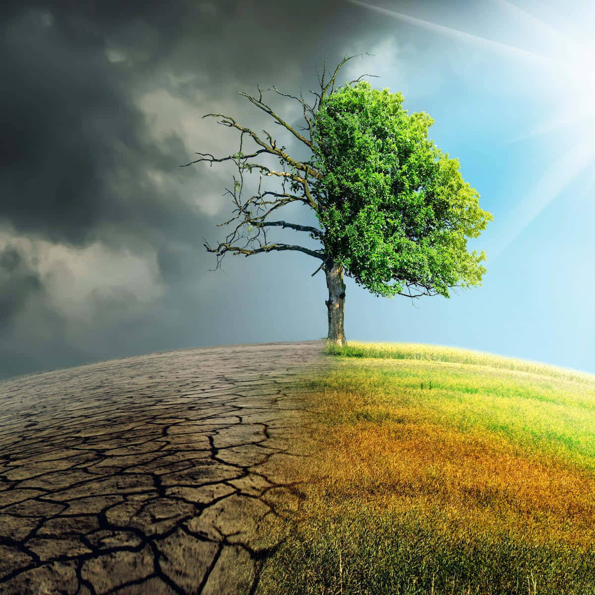 environment 桌布 壁紙 — 一棵孤獨的樹從中間裂開，一半荒蕪，一半翠綠，映襯著戲劇性的天空。