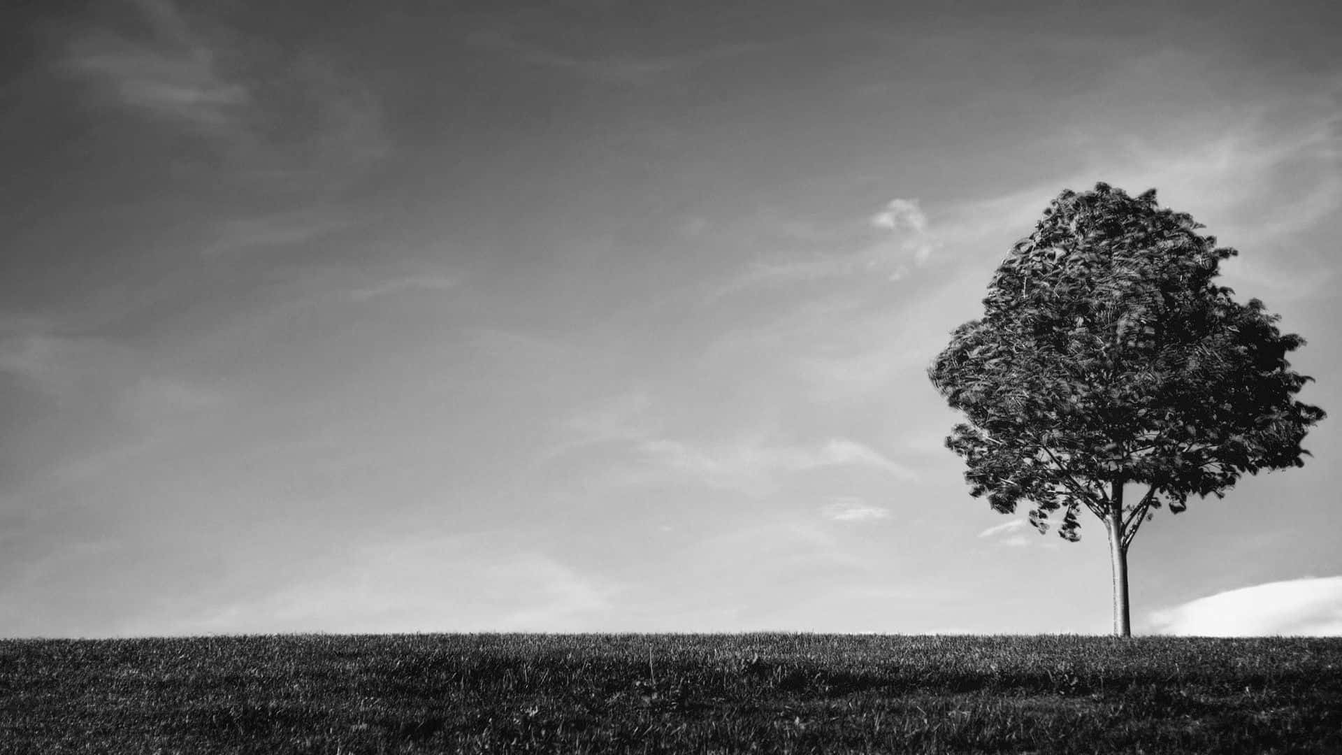 Black And White Tree 桌布 壁紙 — 一棵孤獨的樹獨自矗立在長滿草的山丘上，下方是廣闊多雲的天空，呈單色。