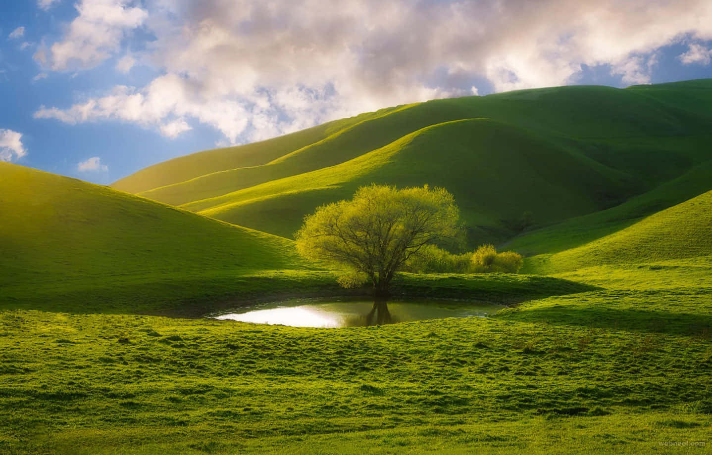Beautiful Nature 桌布 壁紙 — 一棵孤獨的樹矗立在寧靜的池塘旁，池塘坐落在鬱鬱蔥蔥的綠色起伏山丘中，上方是明亮的藍天和蓬鬆的白雲。