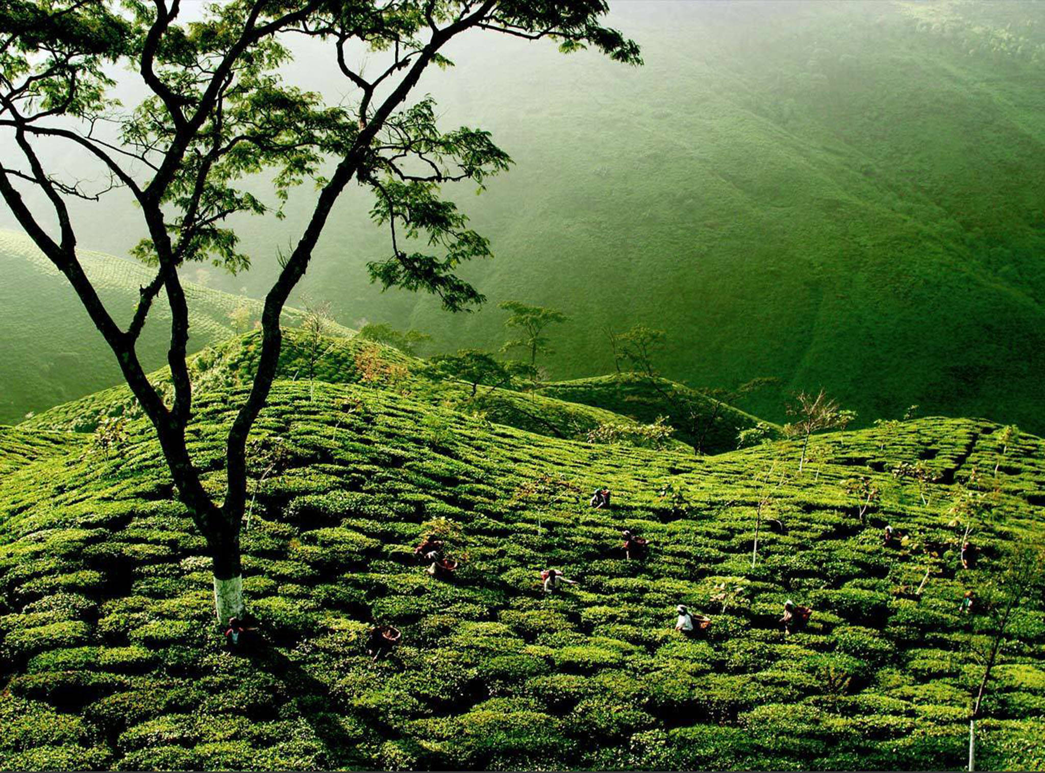 tea 桌布 壁紙 — 一棵孤獨的樹矗立在霧氣瀰漫的山坡上，俯瞰著廣闊的綠色茶園，工人們在柔和的晨光中採摘茶葉。
