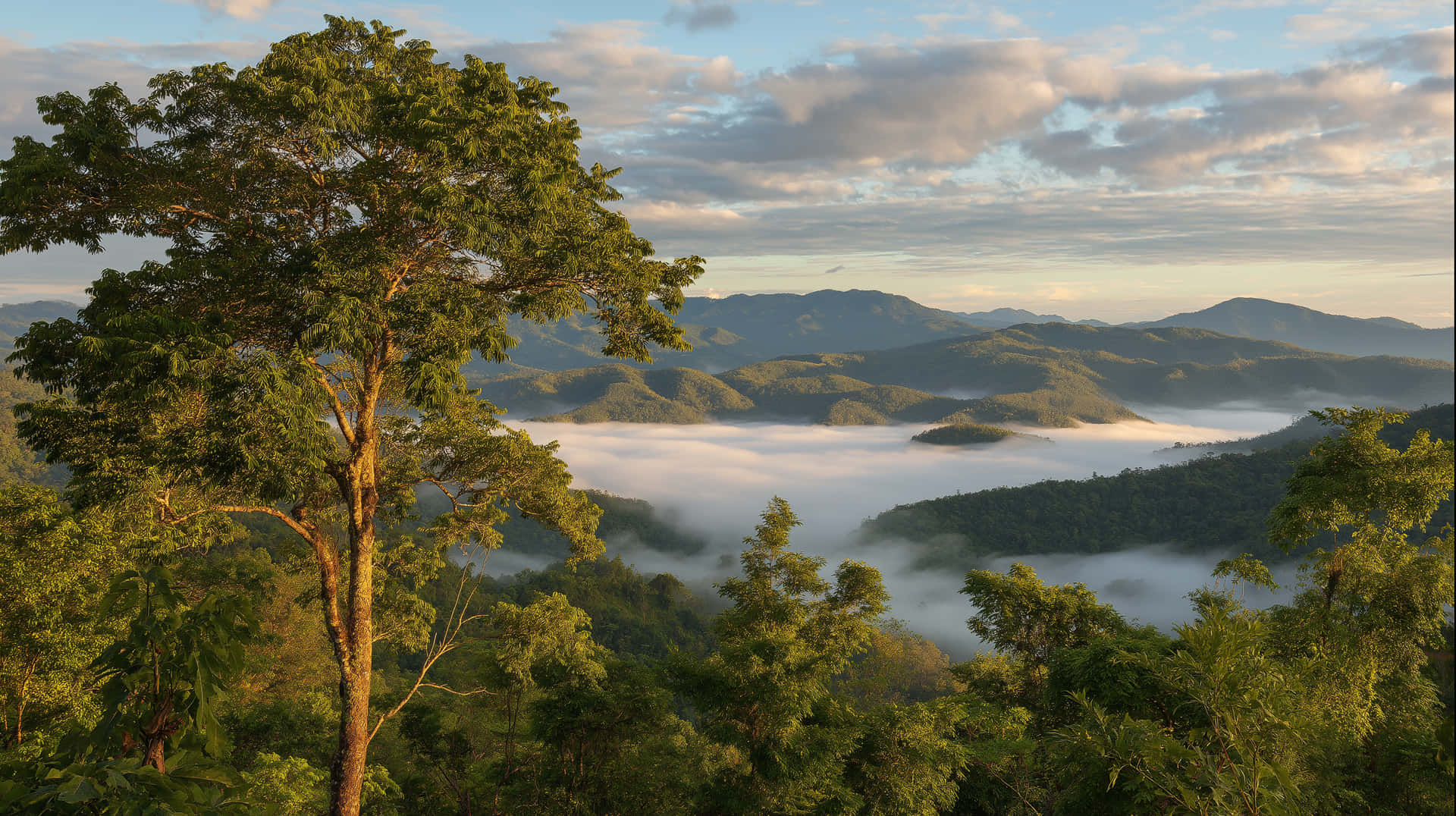Misty Mountain Valley Sunrise with Lush Green Forest 壁紙 — 一棵孤獨的樹矗立在鬱鬱蔥蔥的山丘上，俯瞰著日出時分在連綿山脈中翻滾的霧海。