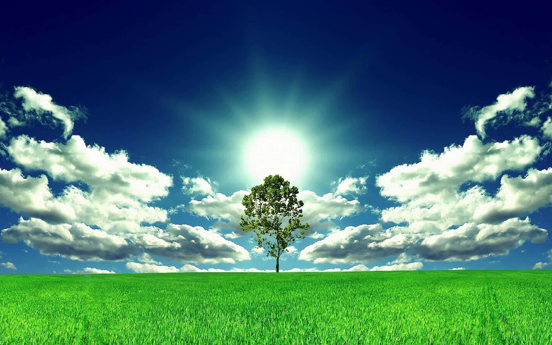 Nature Landscape 桌布 壁紙 — 一棵孤獨的樹矗立在鮮綠的草地上，燦爛的陽光下，湛藍的天空中飄著蓬鬆的白雲。