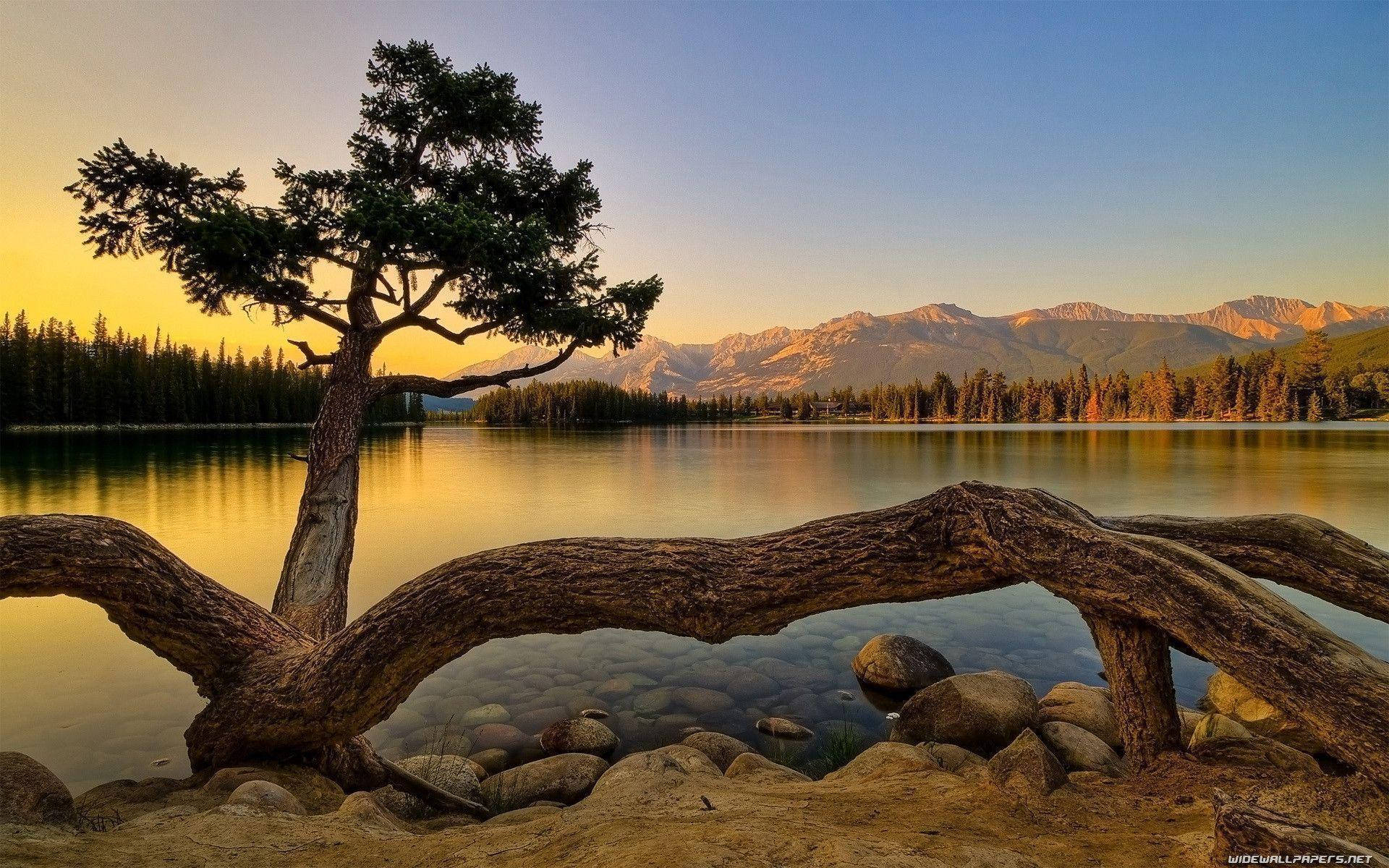  壁紙 — 一棵孤獨的樹立在寧靜的湖邊，夕陽西下，背景是山巒，前景有一根倒下的樹幹作為框架。