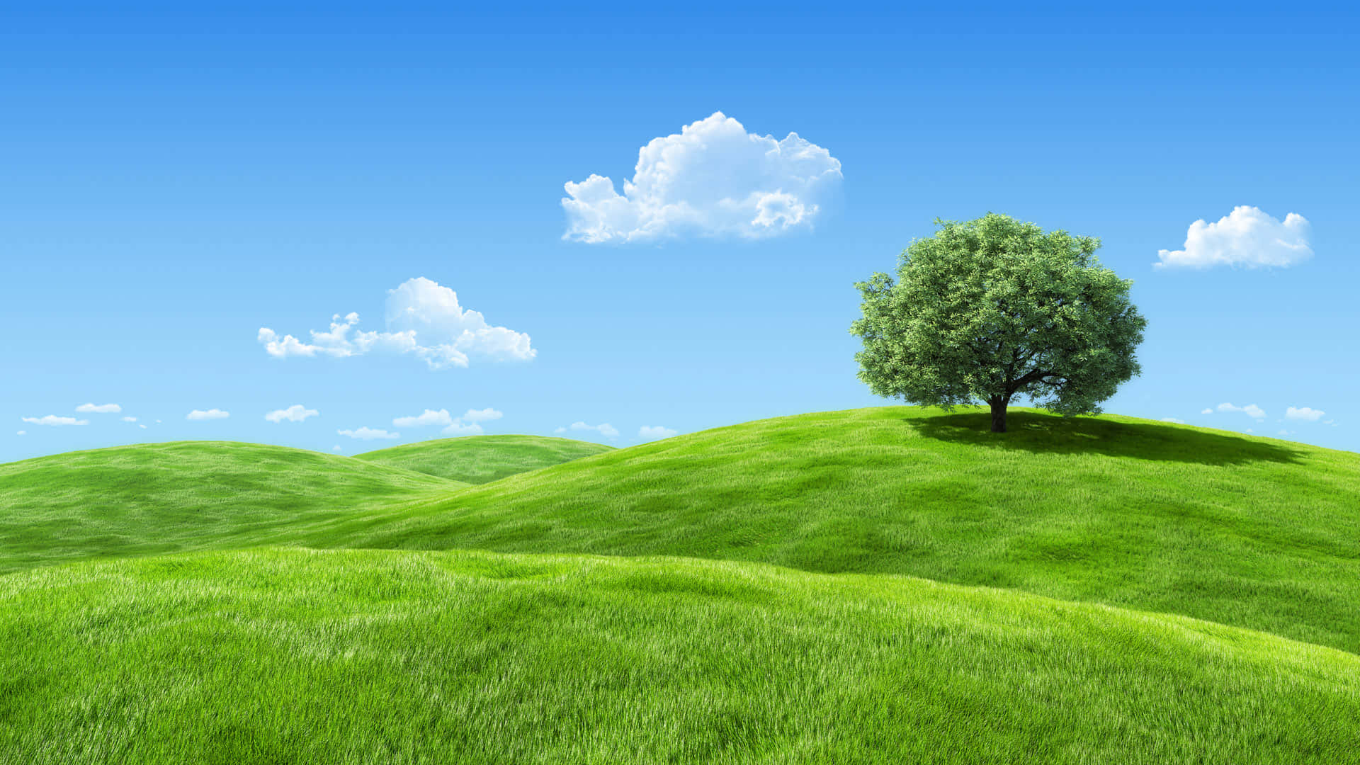 Land Art 桌布 壁紙 — 一棵孤獨的樹葉茂盛的樹，矗立在一個充滿活力的綠色山丘上，天空湛藍，白雲朵朵。