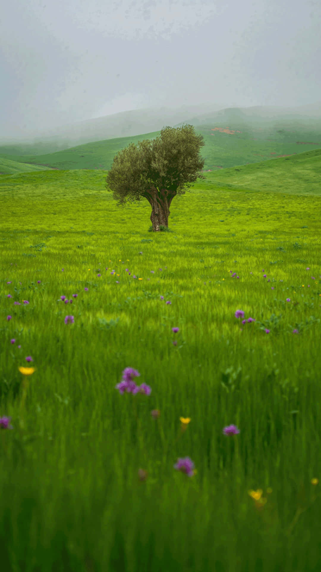 Solitary Tree in a Blooming Spring Meadow Nature Wallpaper 壁紙 — 一棵孤獨的橄欖樹矗立在充滿活力的綠色草地上，草地上點綴著紫色和黃色的野花，天空霧濛濛。