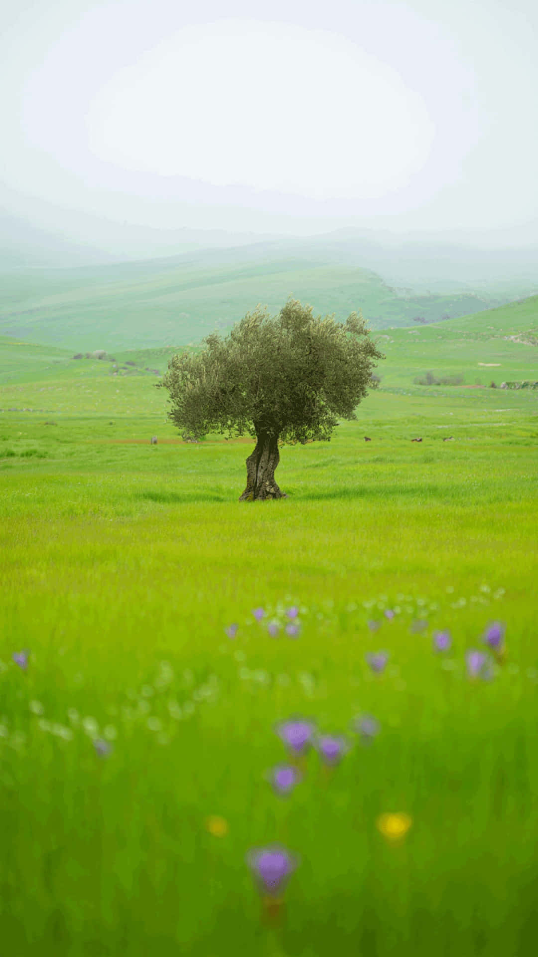 Solitary Tree in a Blooming Spring Meadow Nature Wallpaper 壁紙 — 一棵孤獨的橄欖樹矗立在充滿活力的綠色草地上，草地上點綴著紫色和黃色的野花，天空柔和而霧濛濛。