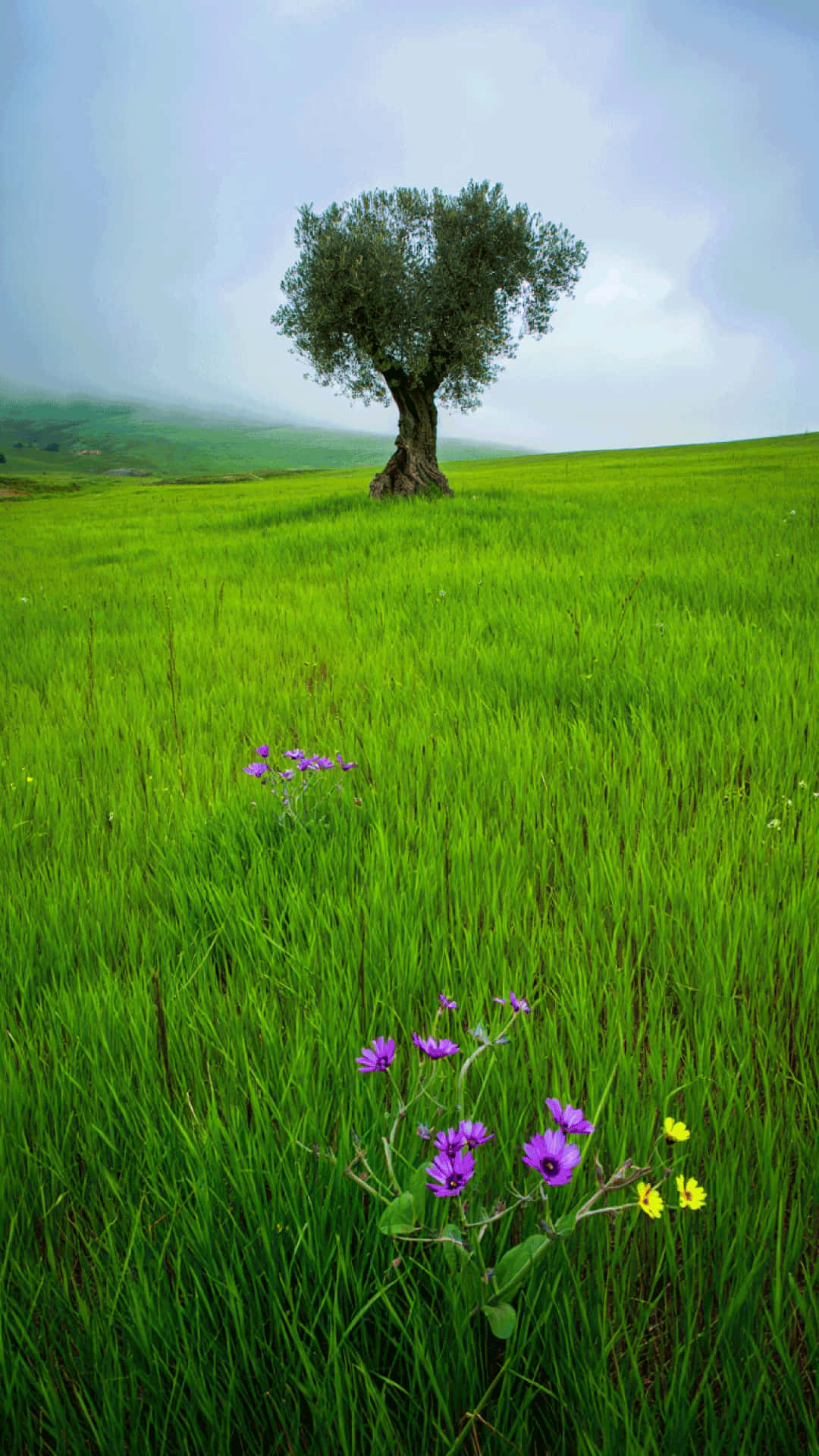 Solitary Tree in a Blooming Spring Meadow Nature Wallpaper 壁紙 — 一棵孤獨的橄欖樹矗立在廣闊的綠色田野中，前景有紫色和黃色的野花，天空柔和多雲。