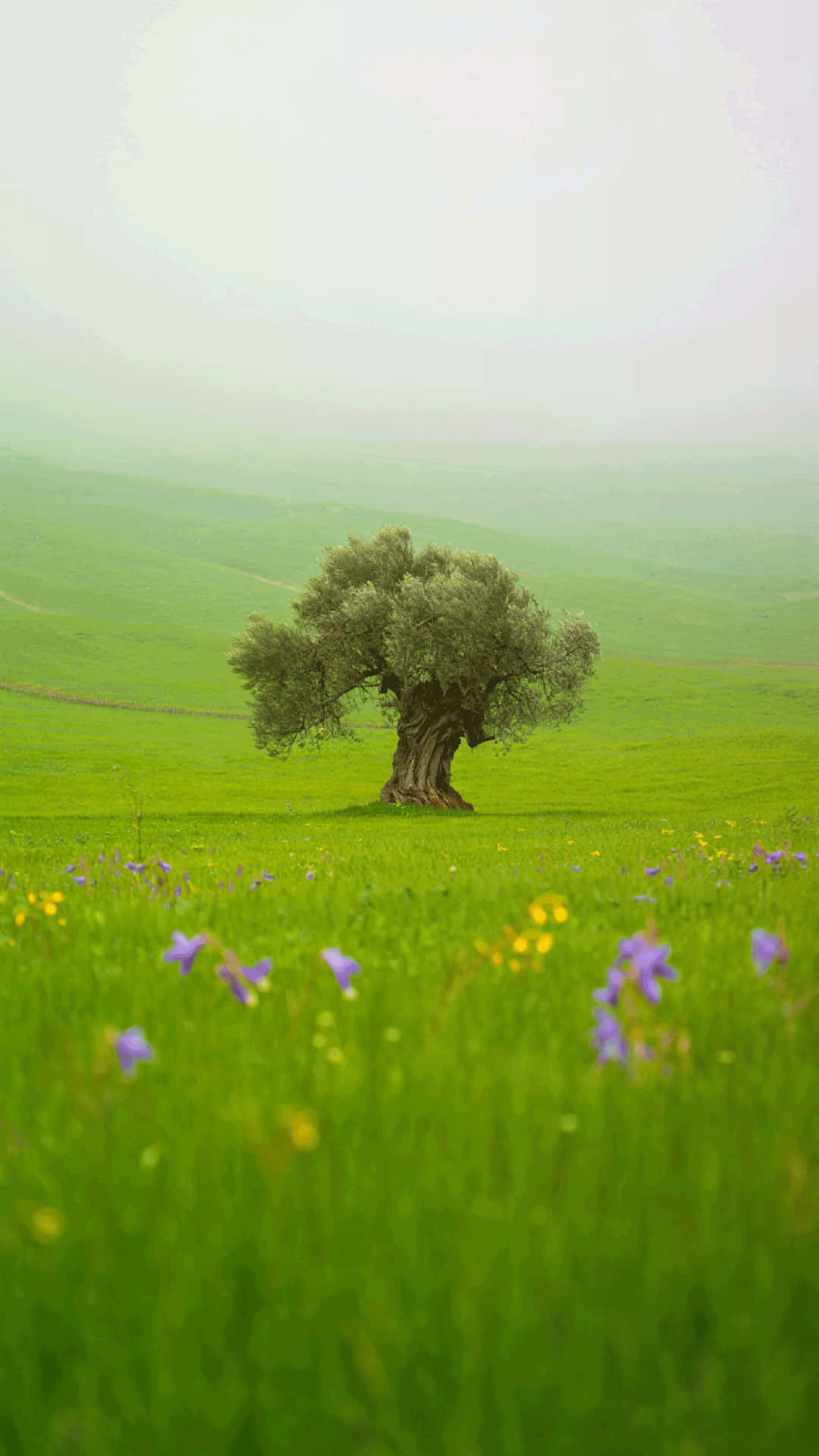 Solitary Tree in a Blooming Spring Meadow Nature Wallpaper 壁紙 — 一棵孤獨的橄欖樹矗立在霧氣瀰漫的綠色田野中，點綴著紫色和黃色的野花。