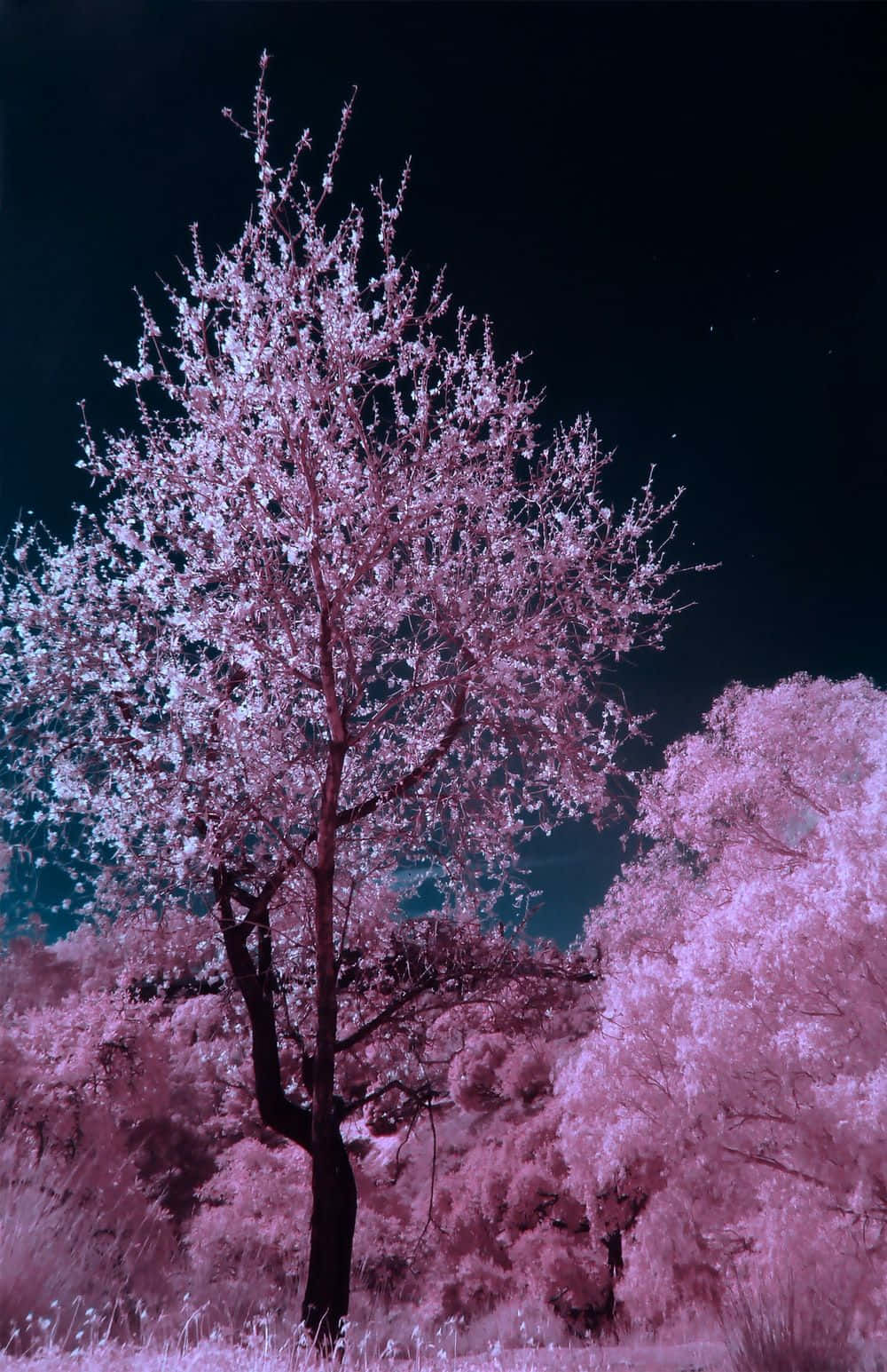 Pink Trees 桌布 壁紙 — 一棵孤獨的櫻花樹在深藍綠色星空下散發著超現實的粉紅色光芒。