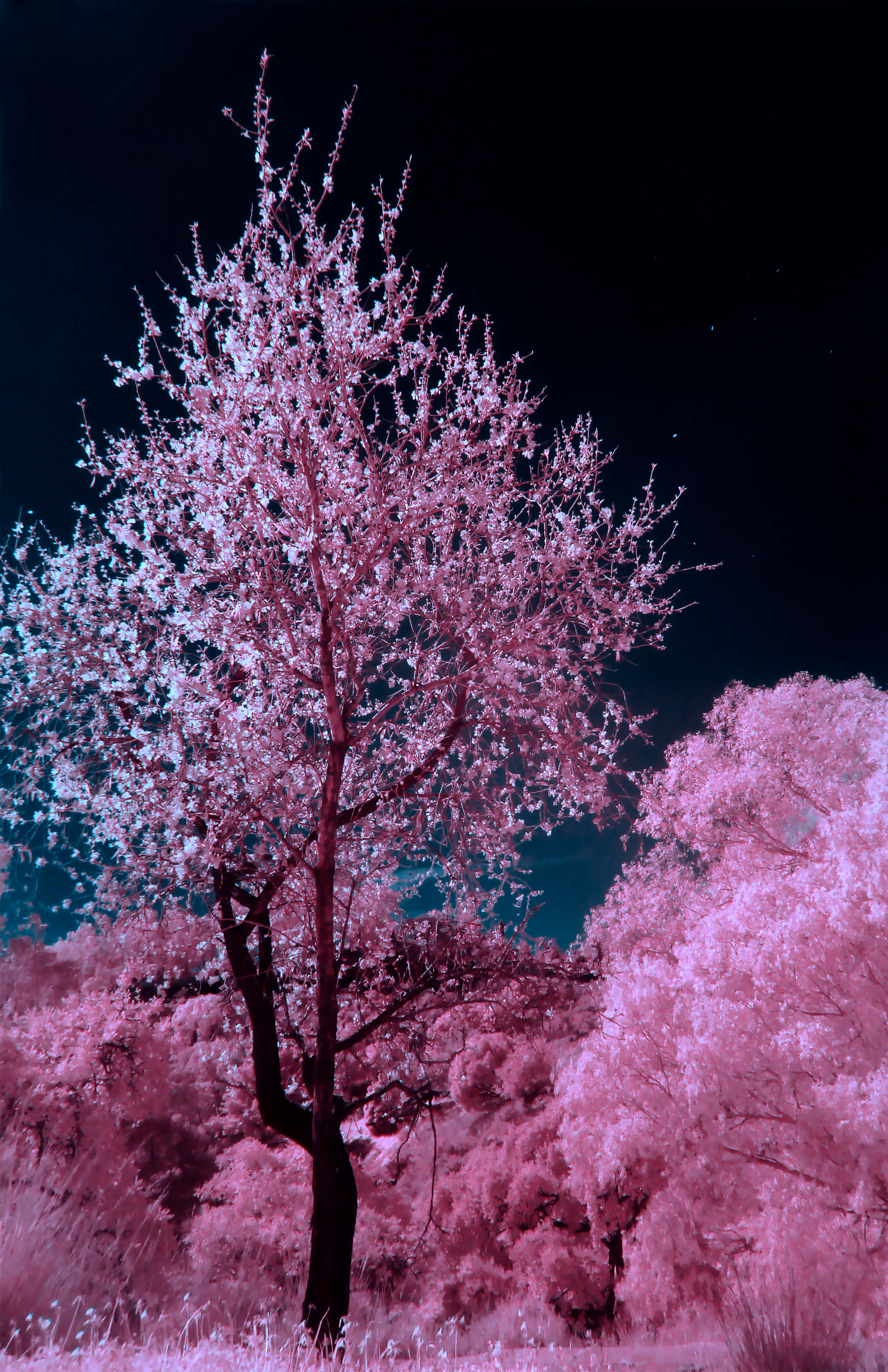 Night Cherry Blossom 桌布 壁紙 — 一棵孤獨的櫻花樹在深藍綠色點綴的星空夜空下散發超現實的粉紅色光芒。