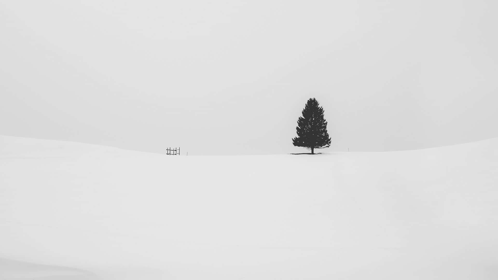 Minimalist Monochrome 桌布 壁紙 — 一棵孤獨的深色松樹在陰沉的灰色天空下，在一片廣闊的雪原上顯得格外突出。