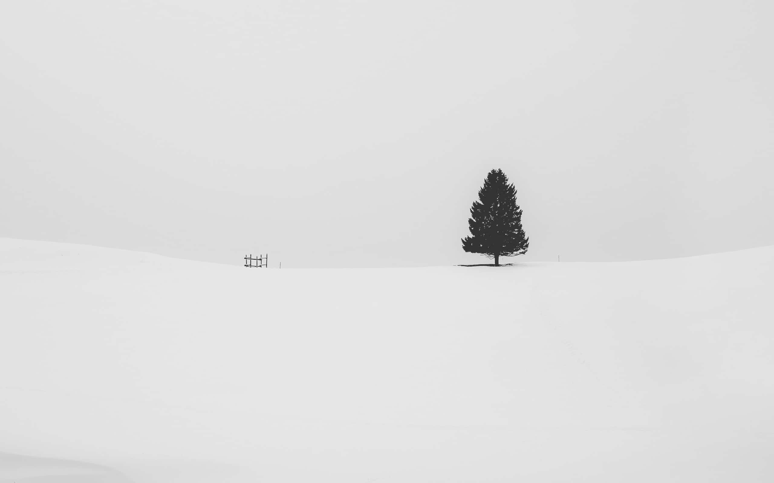 桌布 壁紙 — 一棵孤獨的深色松樹矗立在廣闊的雪地上，天空多雲，附近有一座小木結構。