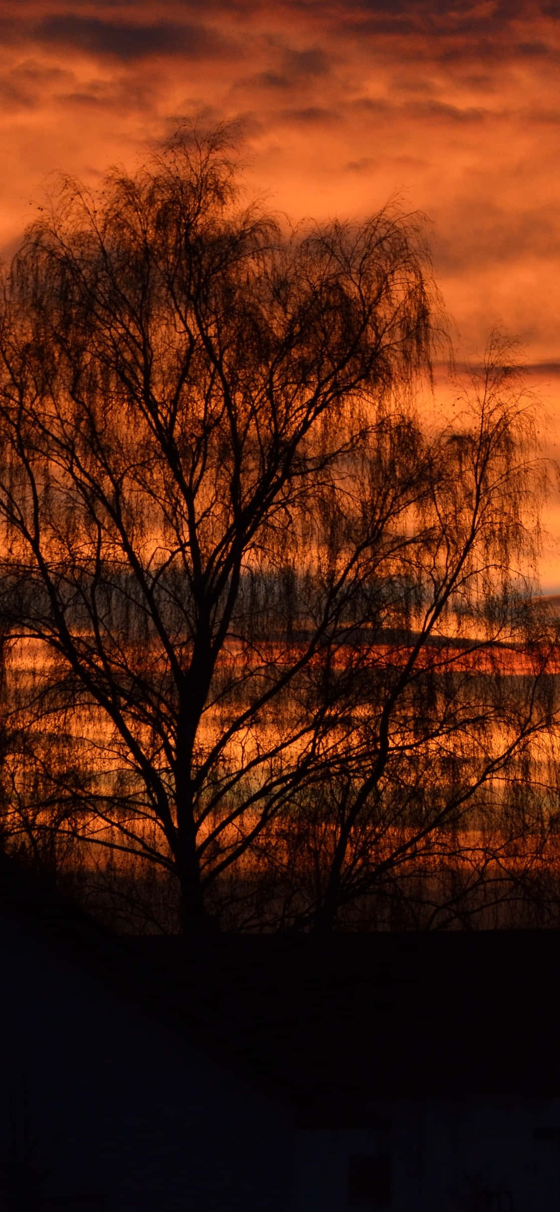 Fall Sunset 桌布 壁紙 — 一棵孤獨的無葉樹在平靜的水面上映襯著火橙色夕陽天空的剪影。