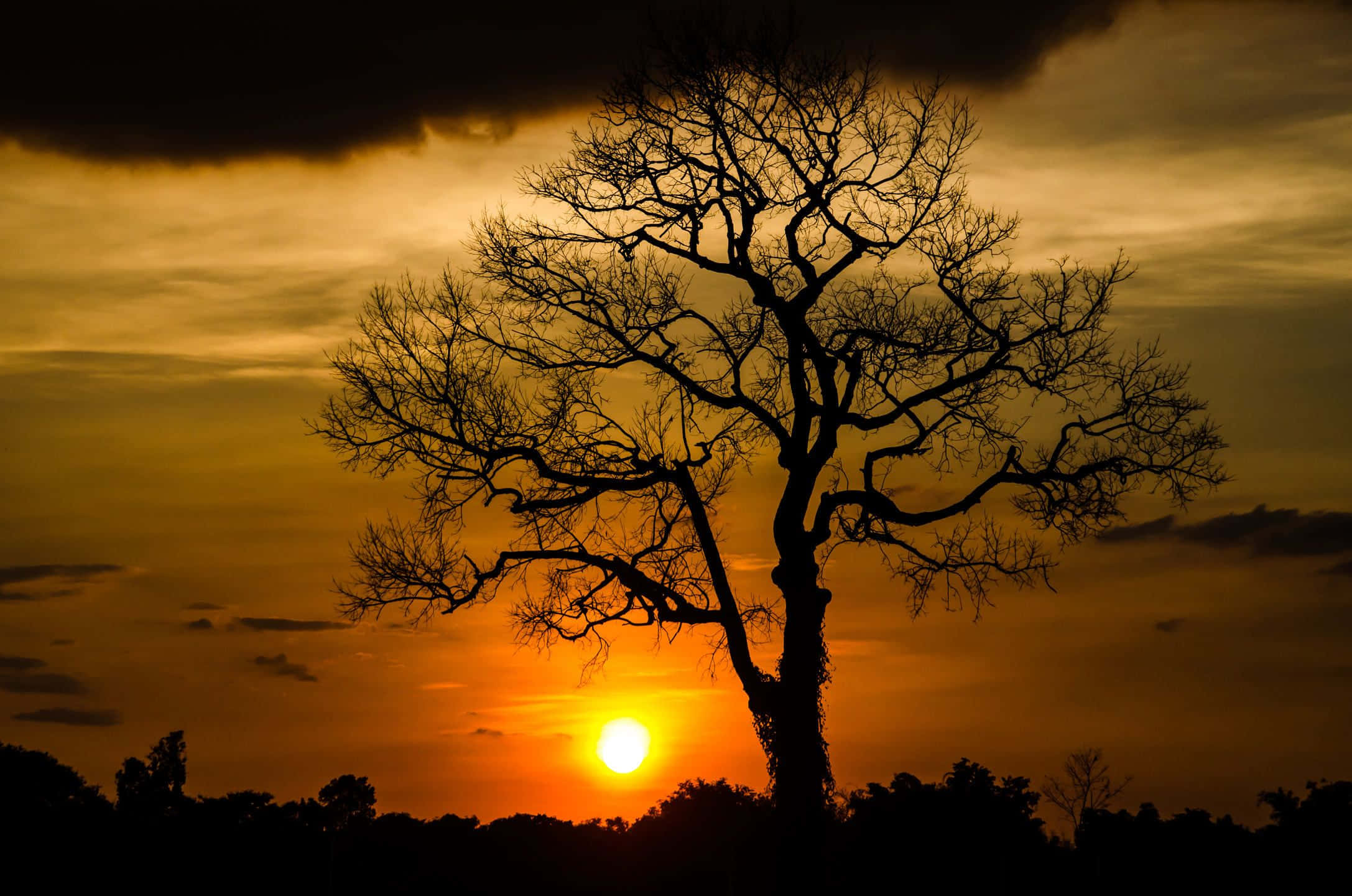 Sunset Silhouette 桌布 壁紙 — 一棵孤獨的無葉樹在火橙色日落天空和烏雲的襯托下呈現剪影。