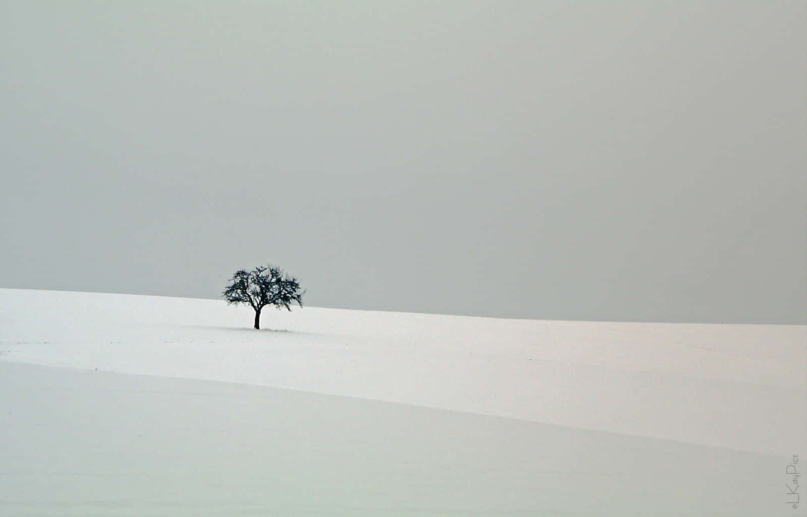Simple Winter 桌布 壁紙 — 一棵孤獨的無葉樹在灰濛濛的天空下，在一片廣闊的雪原上顯得格外突出。