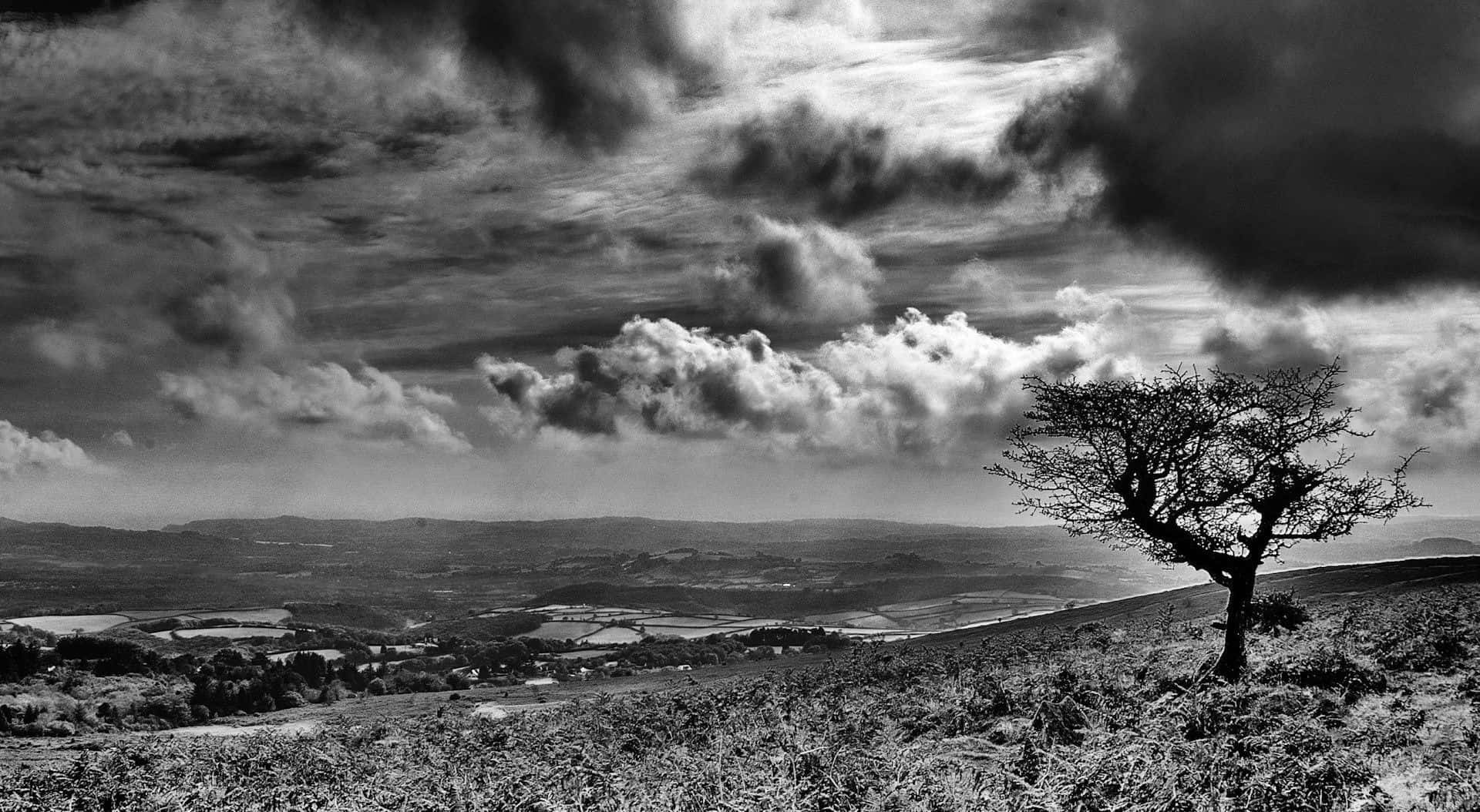 Black And White Landscape 桌布 壁紙 — 一棵孤獨的無葉樹立在長滿草的山頂上，俯瞰著廣闊的山谷，天空多雲，黑白分明，充滿戲劇性。